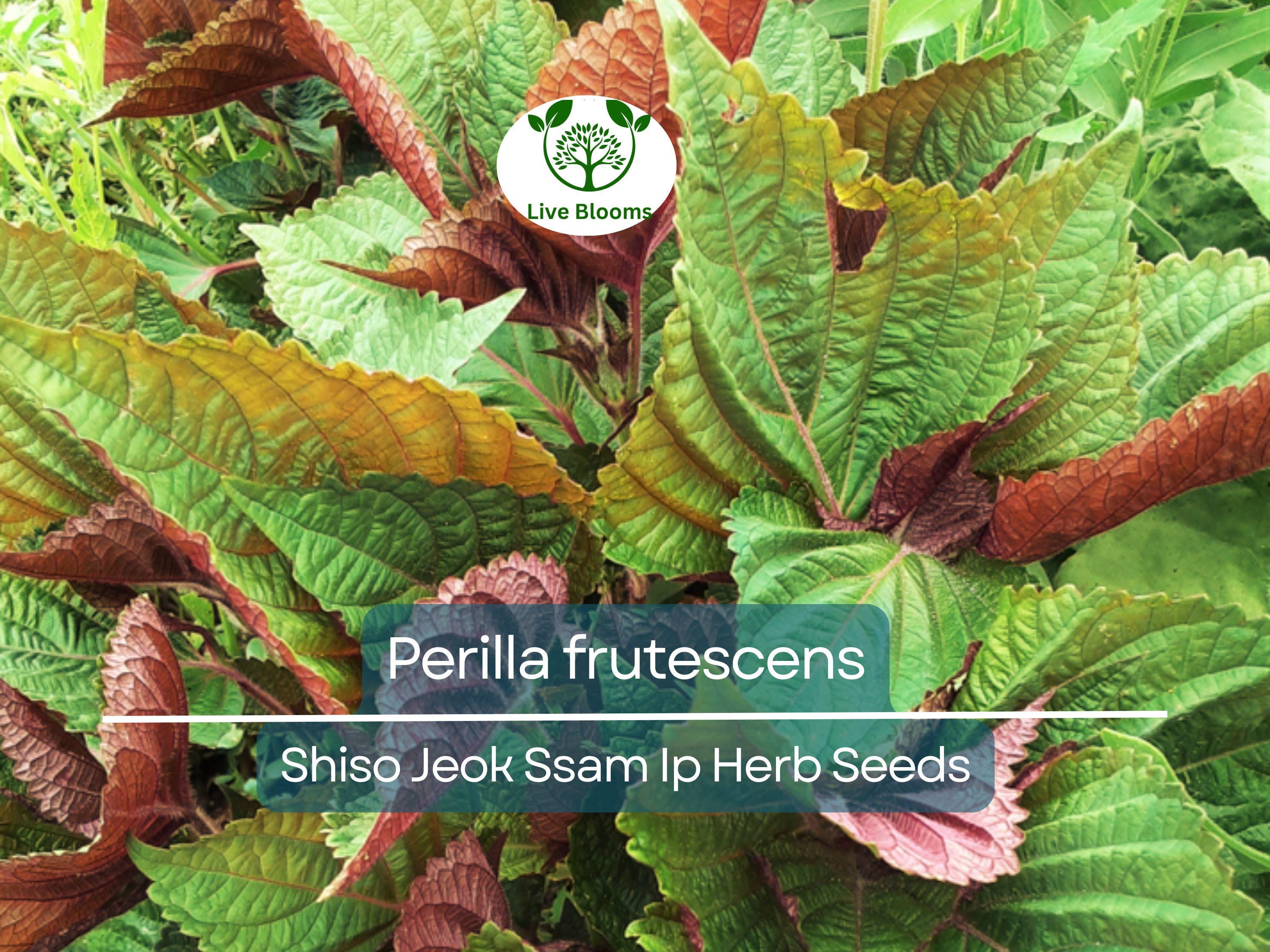 400 Seeds Perilla (Shiso) Jeok Ssam Ip Herb for Planting – Aromatic Asian Herb for Sushi, Garnishes, Salads & Stir-Fries