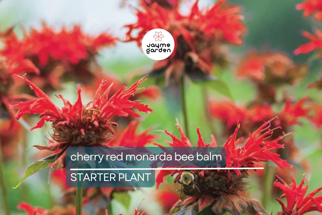 Cherry Red Monarda Bee Balm Plants (Lot of 2) | Live Perennial Flowers | Butterfly Magnet | Vibrant Blooms | Full Sun