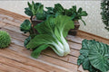 Pak Choi – White Stem 400 Seeds | Classic Bok Choy | Crisp White Stems | Mild, Tender Asian Green