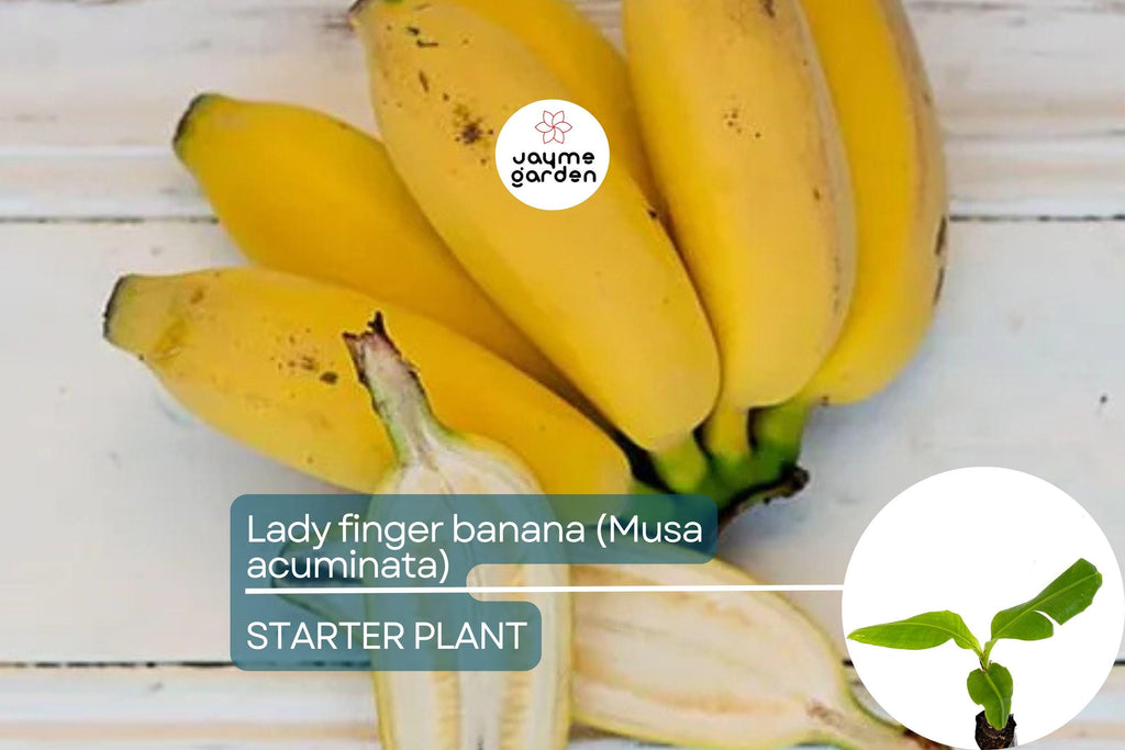 Lady Finger Banana Tree - Live Seedling 2’-3’ Tall | Sweet & Creamy Fruit | Tropical Beauty | Easy Care and Fast Growing