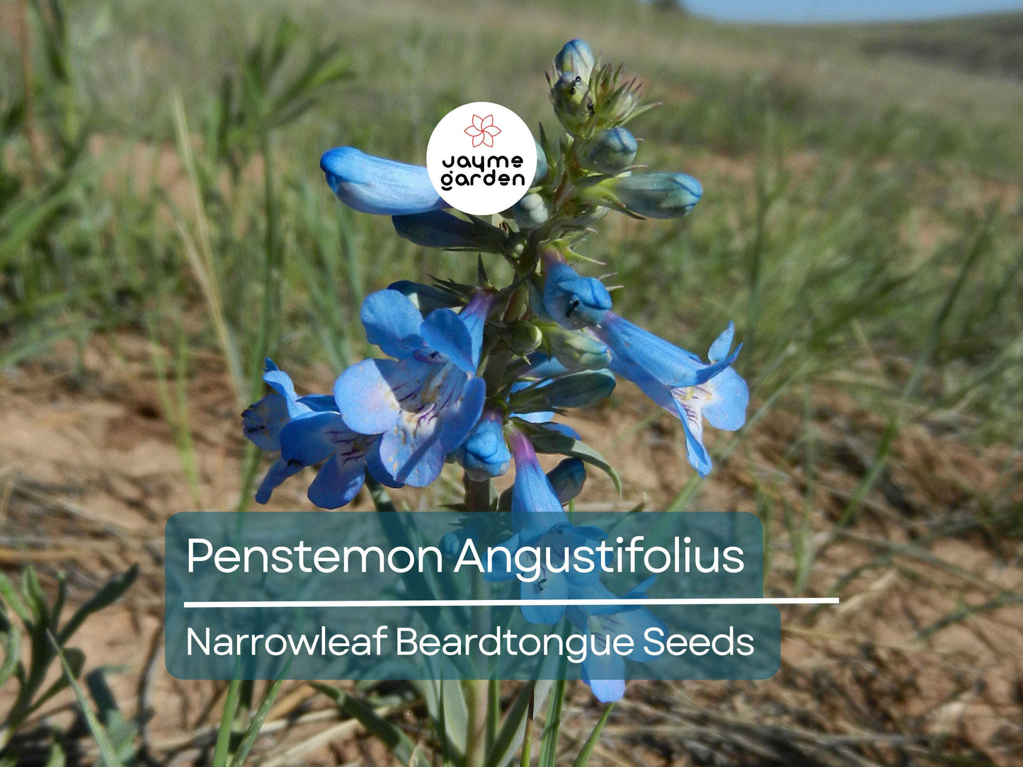 50 Seeds Penstemon Angustifolius | Narrowleaf Beardtongue Seeds for Planting | Native Perennial | Blue Wildflower | Pollinator Friendly