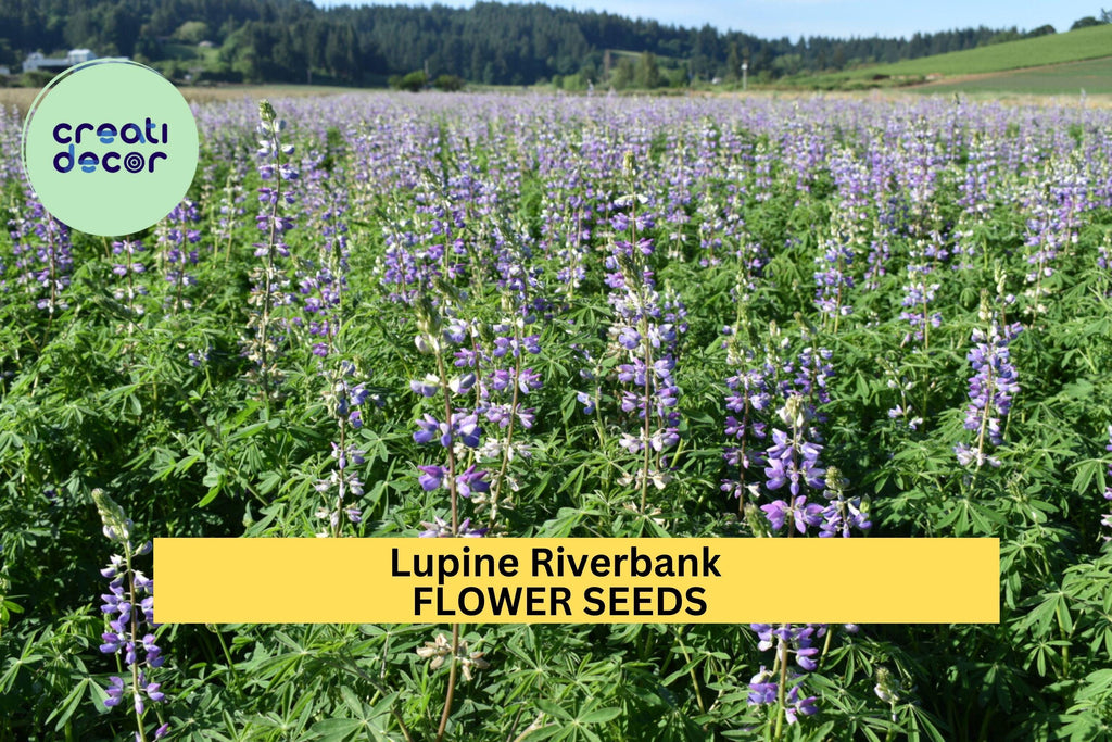 3pcs of 500mg Lupine Riverbank Seeds – Native Wildflower for Erosion Control, Pollinator Gardens & Natural Landscaping Seeds for Planting