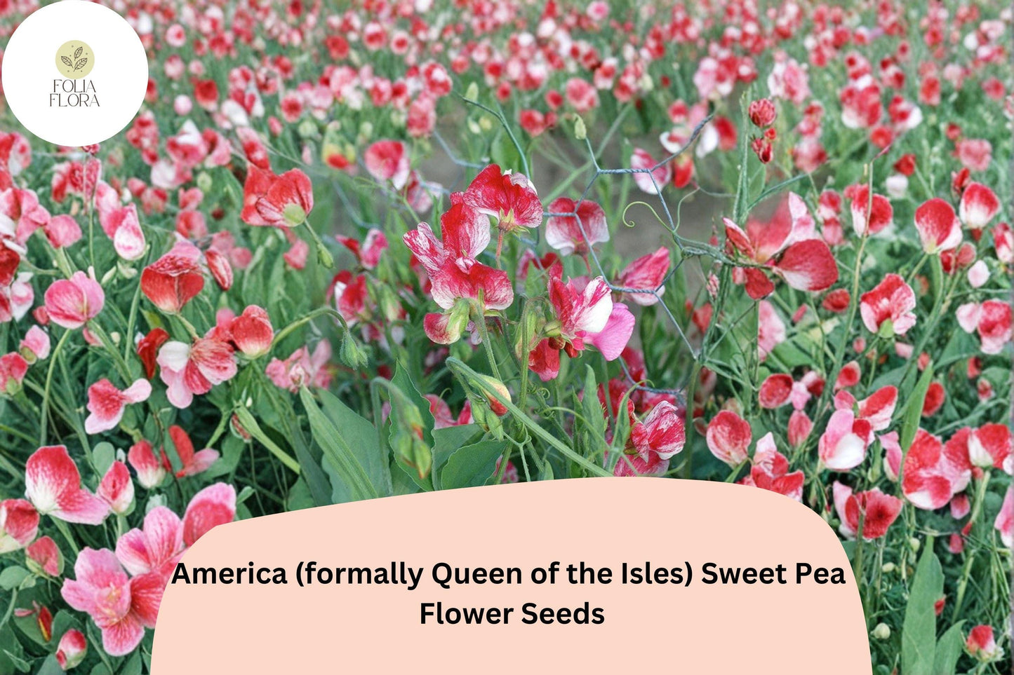 50+ America Sweet Pea Seeds | Formerly Queen of the Isles | Fragrant Climbing Annual Flower for Garden & Trellis