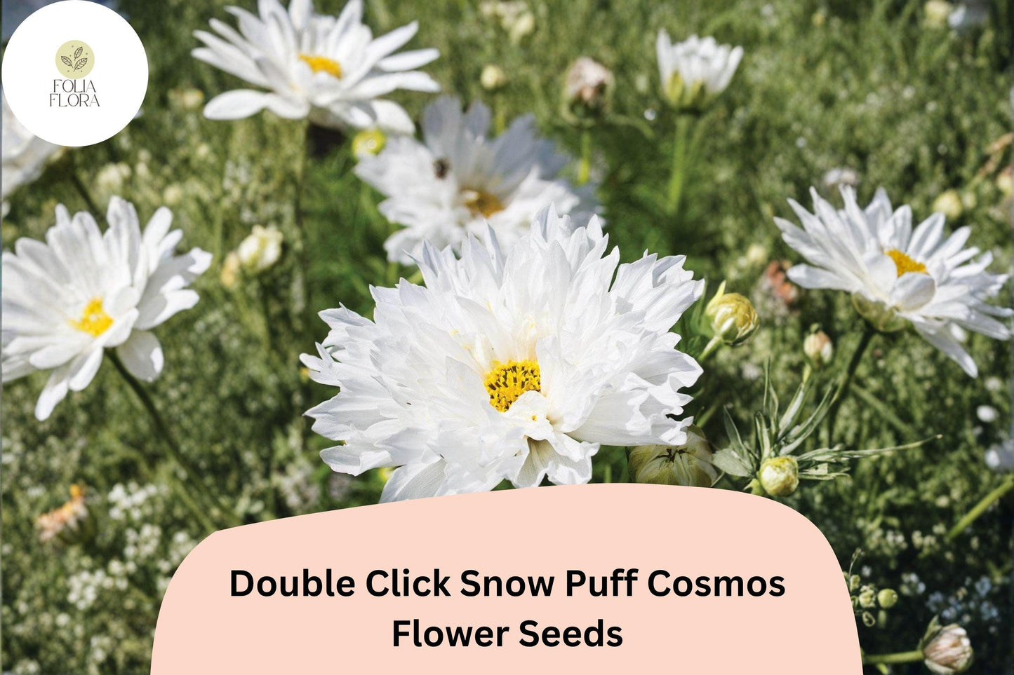 200+ Double Click Snow Puff Cosmos Seeds | Cosmos Bipinnatus White Double Blooms | Garden & Cut Flower Seeds