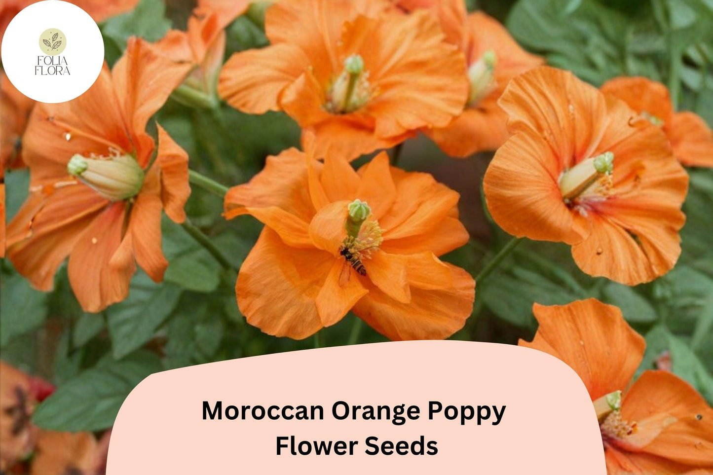200+ Moroccan Orange Poppy Seeds for Garden Planting – Vibrant Orange Blooms, Easy to Grow Wildflowers