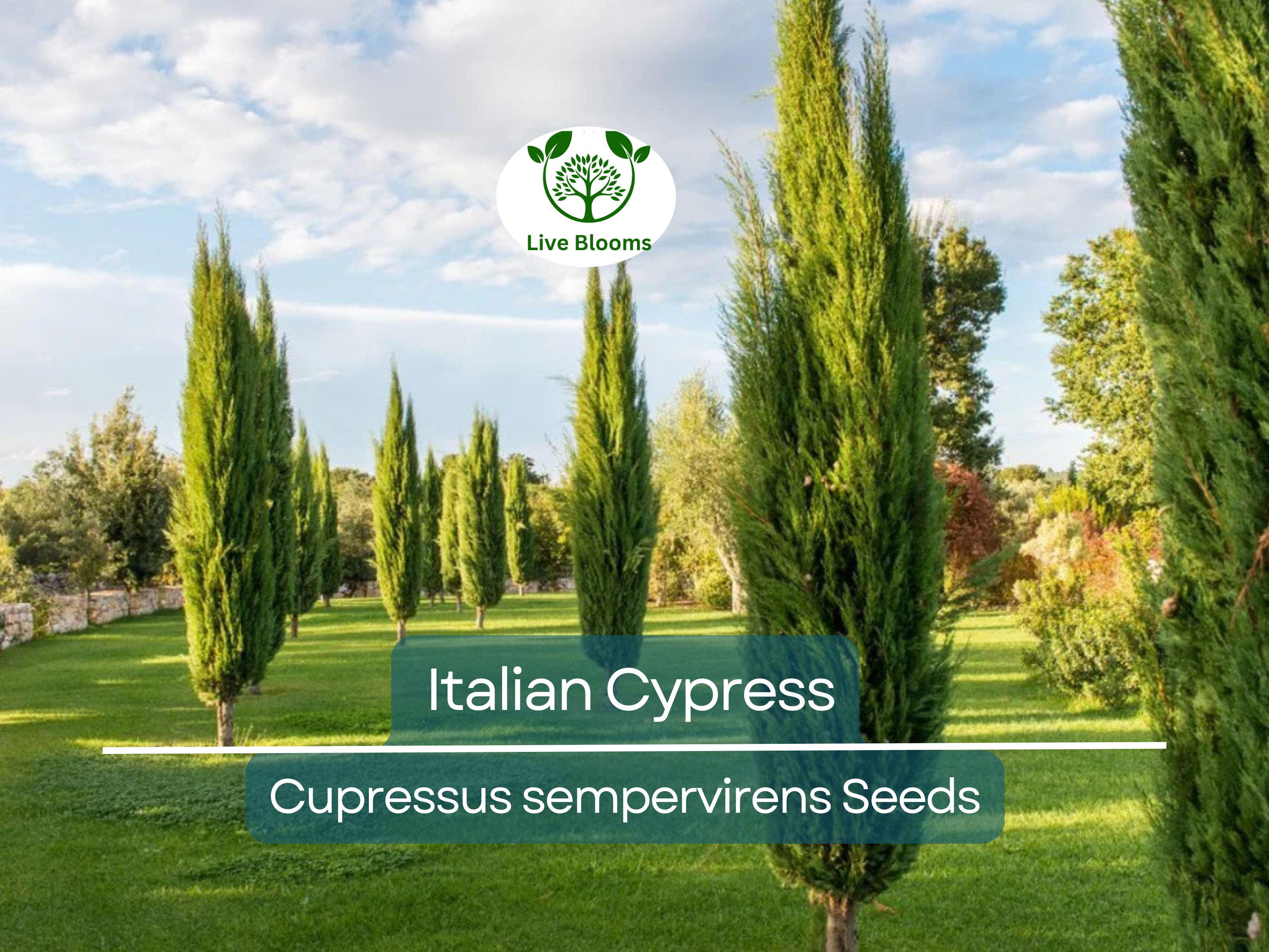 50 Italian Cypress Tree Seeds (Cupressus sempervirens), Evergreen Cedar, Non-GMO, Fast-Growing, Ideal for Privacy Screens, Outdoor Trees