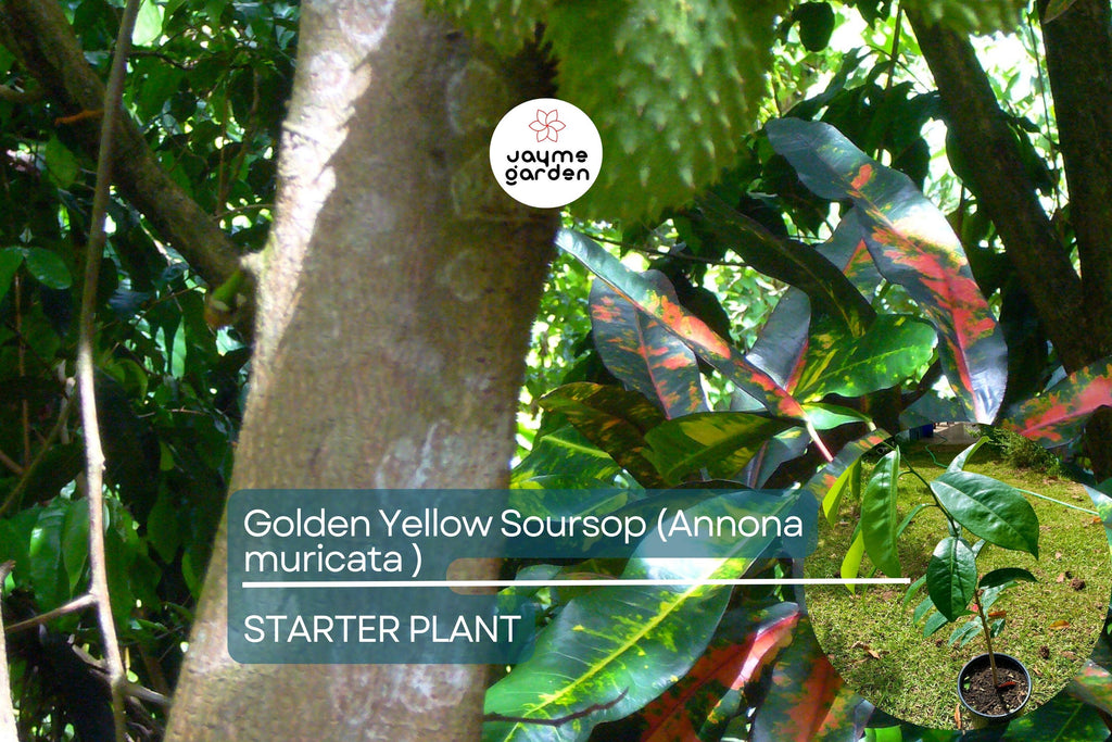 Golden Yellow Soursop Tree - Live Annona muricata 10”-20” | Tropical Fruit Tree for Juicy, Nutritious Fruit
