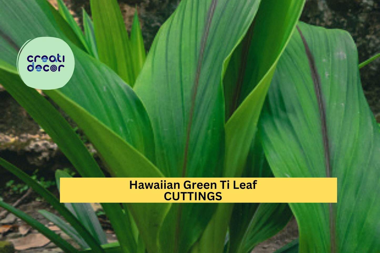 3 Green Ti Leaf Cuttings | Hawaiian Cordyline Fruticosa 6" Starter Logs | Tropical Patio Plant or Indoor Foliage Starter