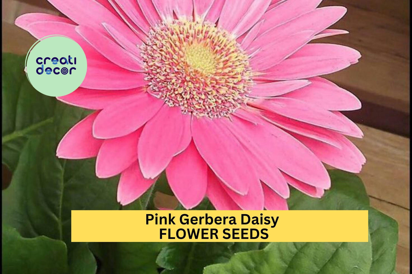 200+ Pink Gerbera Daisy Seeds – Bold Pink Blooms for Garden Planting, Cheerful Cut Flowers for Beds, Borders & Pots – USA