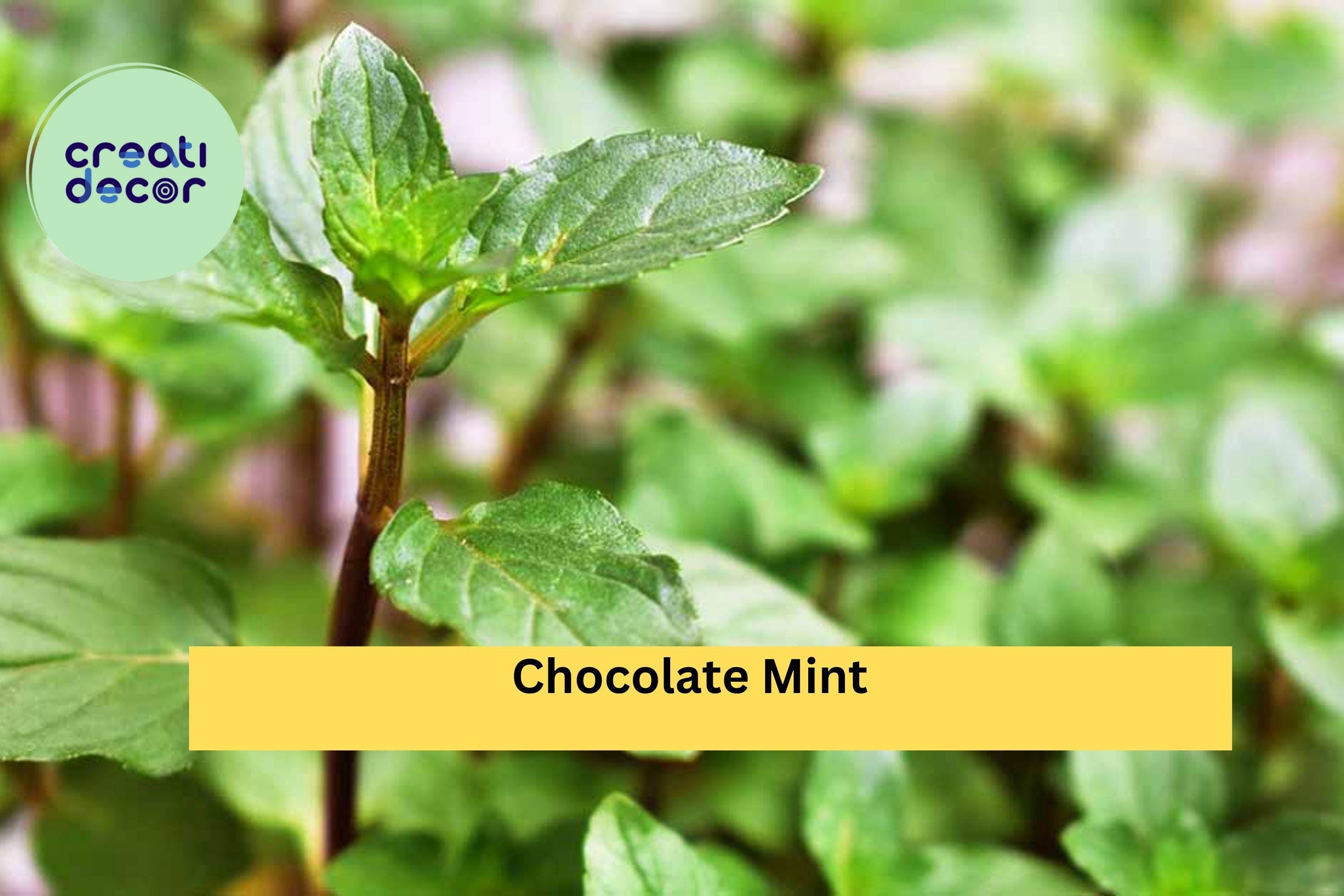 Chocolate Mint Live Roots – 4 Starter Plants for Pots or Garden, Fragrant Peppermint Variety, Easy to Grow, Hardy Perennial Herb Zones 5–9