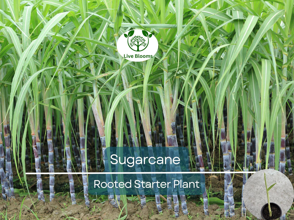 1 Rooted Sugarcane Plant 8" - Sweet Juicy Cutting, Ready to Plant, Saccharum officinarum, Perfect for Garden, Fresh Sugarcane, Easy to Grow