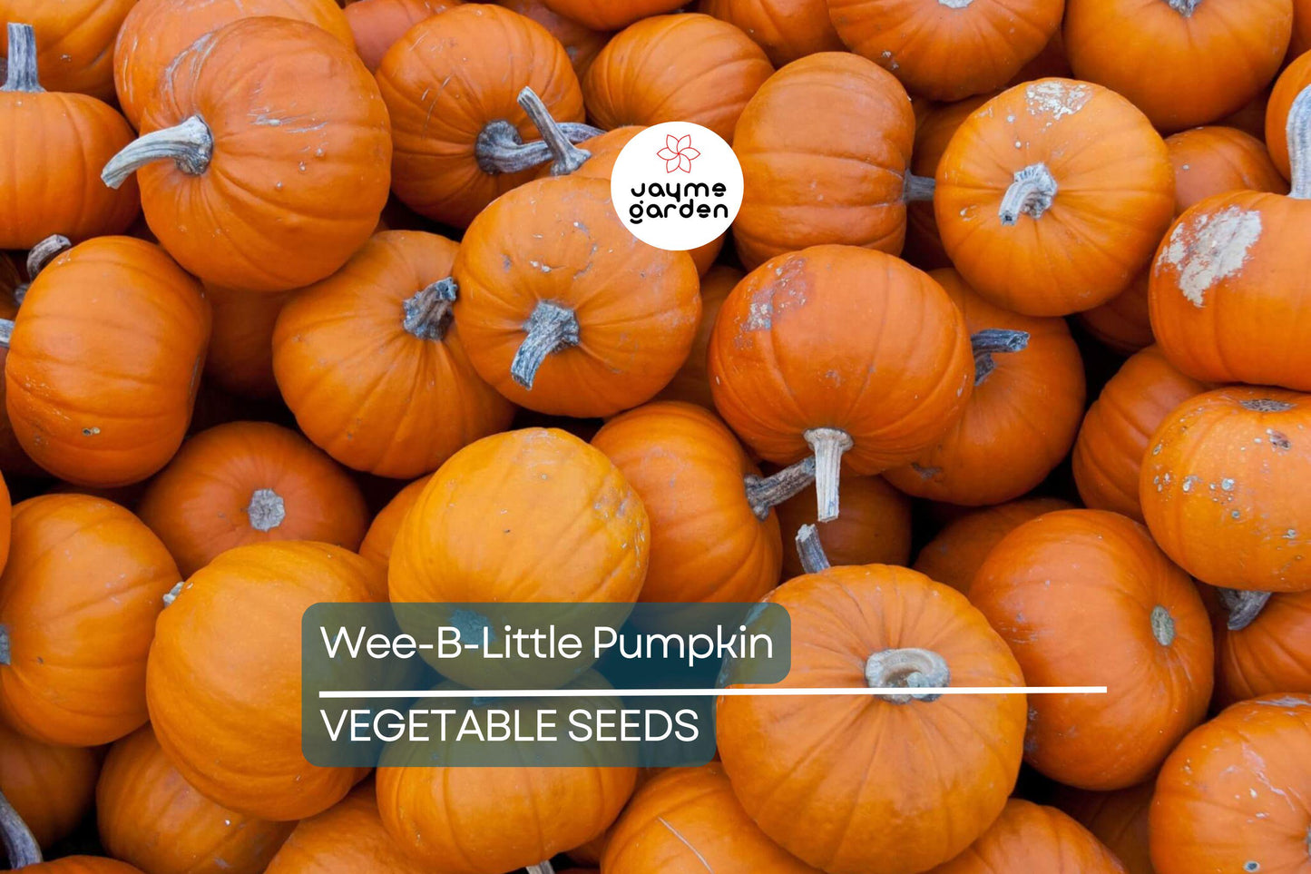 25 Wee-B-Little Pumpkin Seeds - AAS Winner, Non-GMO, Heirloom, Mini Pumpkins