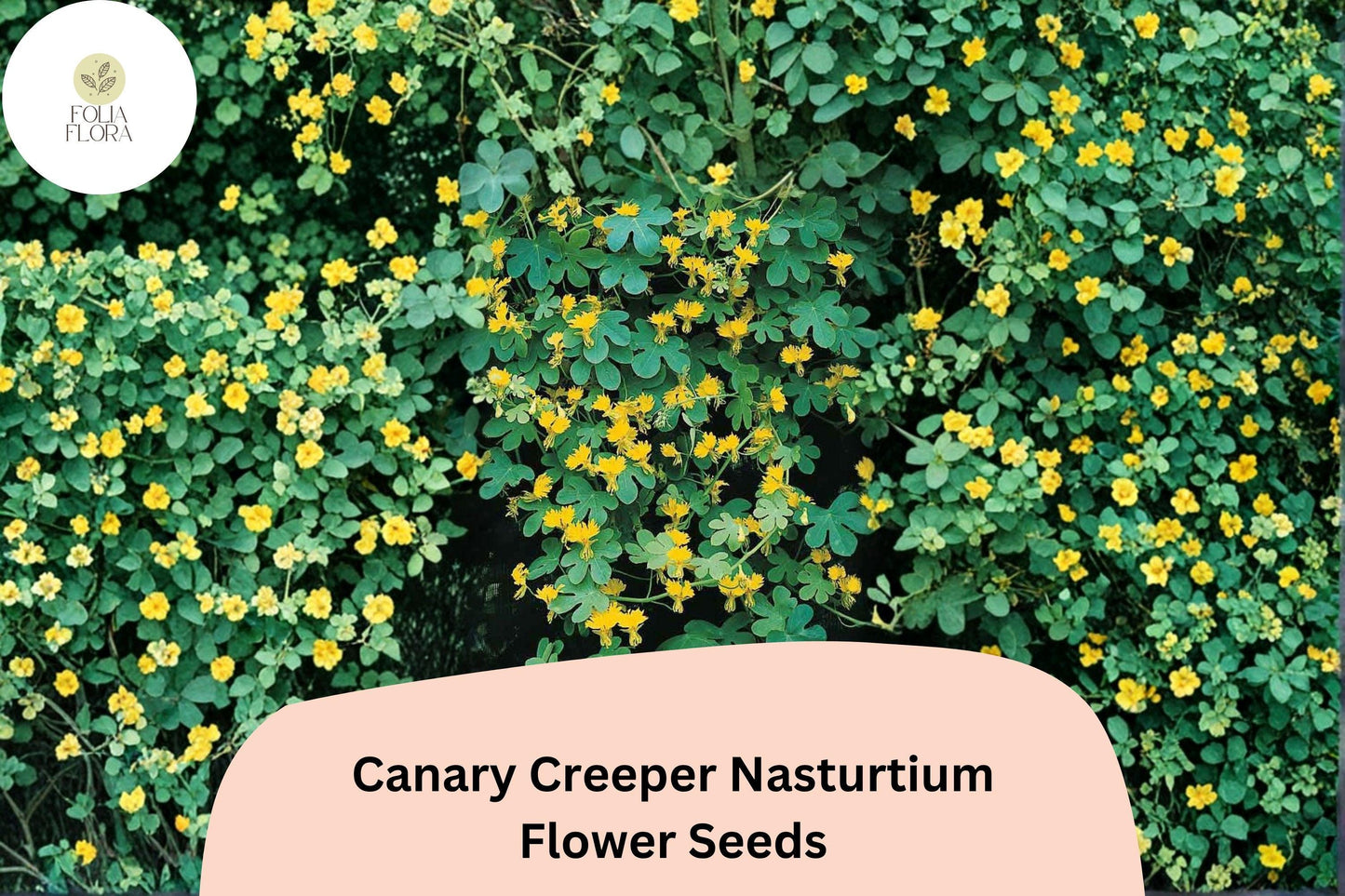 50+ Canary Creeper Nasturtium Seeds | Tropaeolum peregrinum | Yellow Climbing Vine Flower
