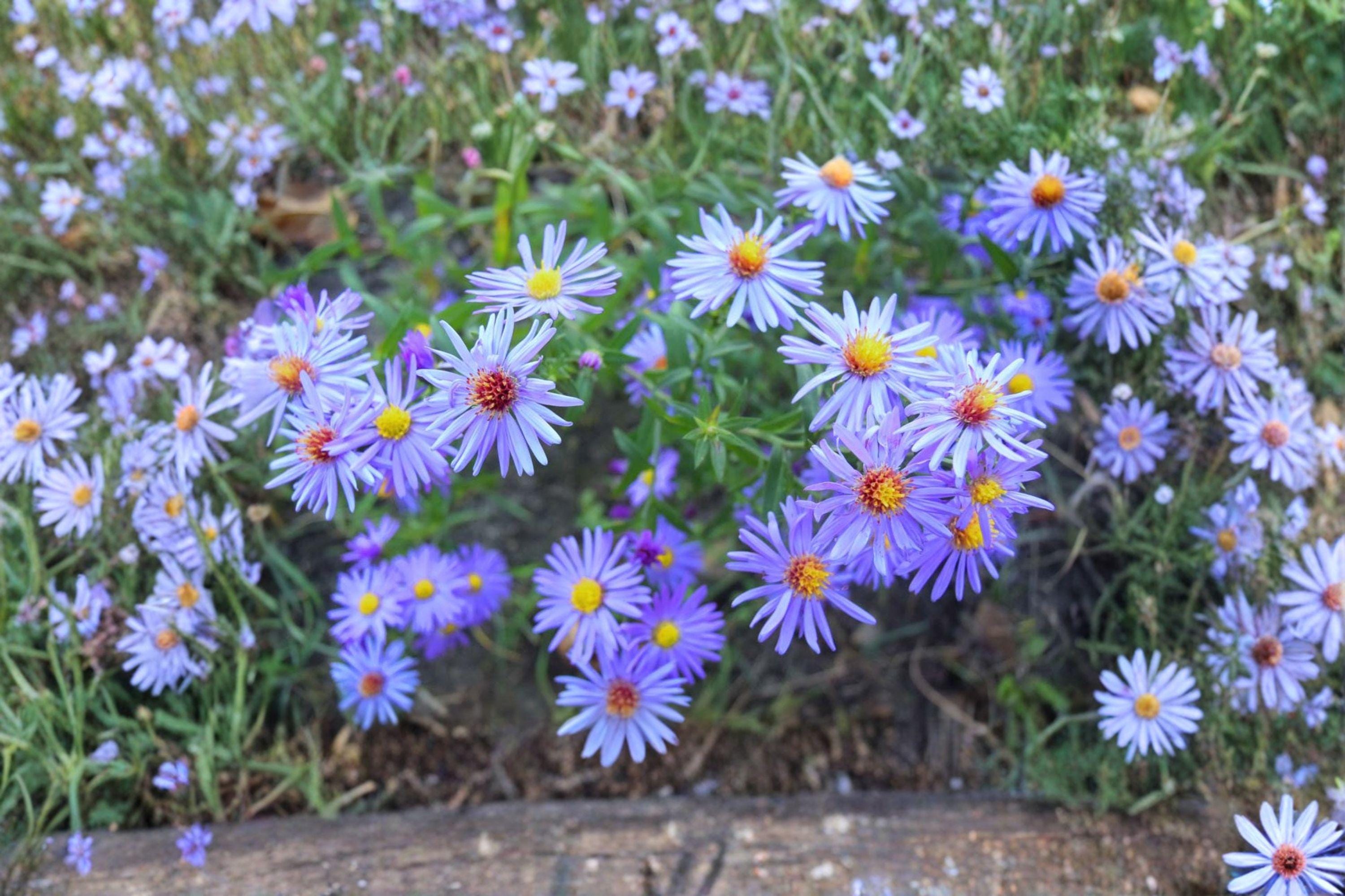 Symphyotrichum oolentangiense – Sky Blue Aster | 100 Seeds | Native Aster Wildflower | Pollinator Garden Plant