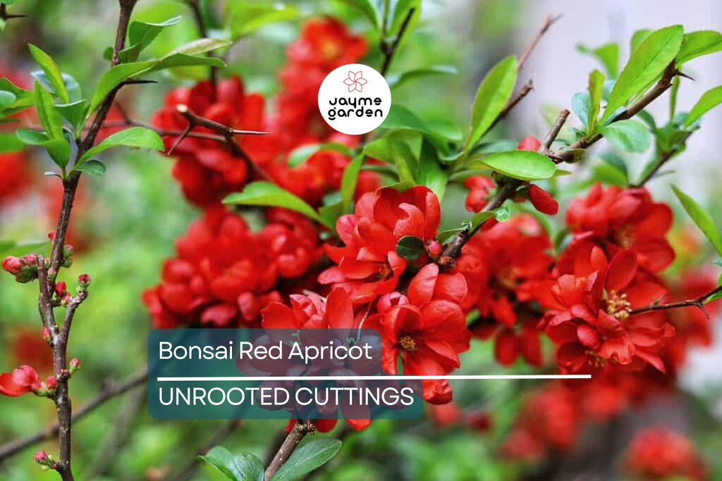 SUPER RARE Bonsai Red Apricot - 3 Fresh Cuttings for Rooting or Grafting (Mai Do) - Exotic, Hardy, Perfect for Bonsai