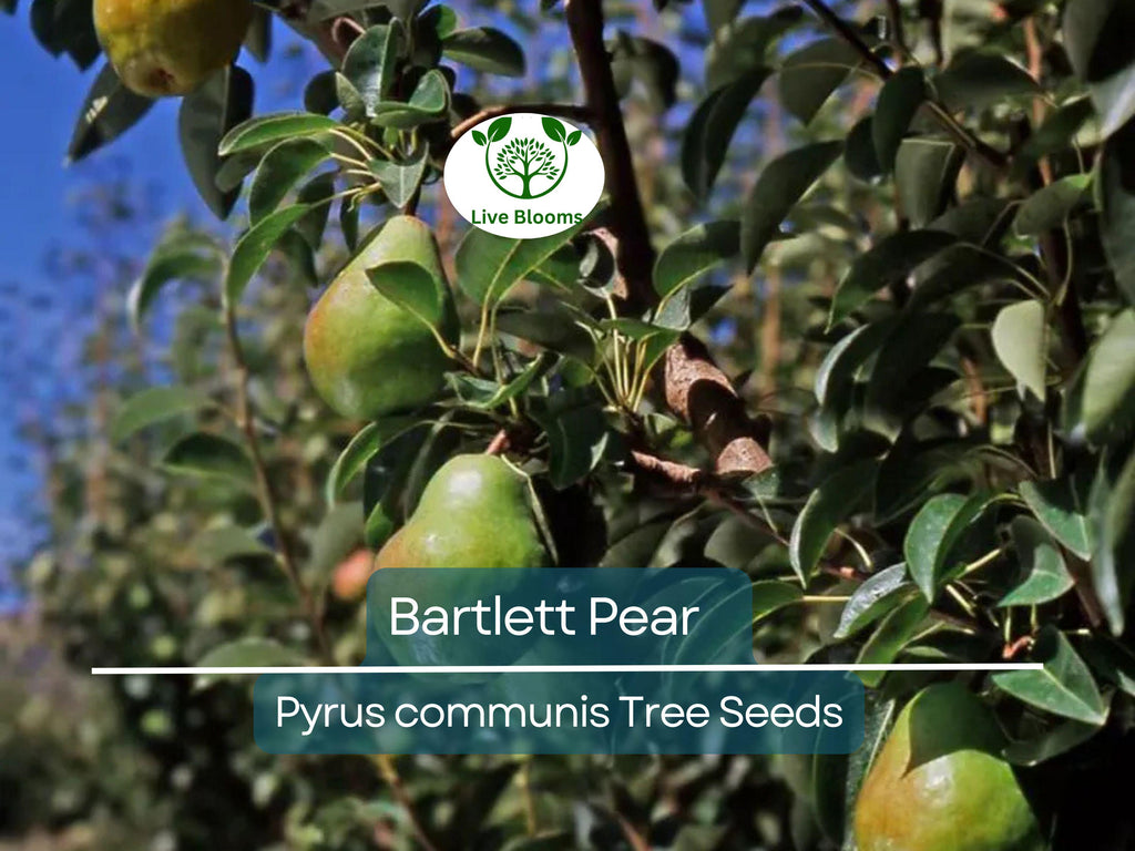 10 Bartlett Pear Tree Seeds (Pyrus communis) | Sweet Edible Pears | Grow Your Own Delicious Pear Tree, Perfect for Fruit Gardens & Orchards