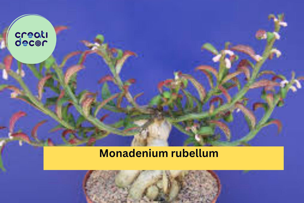 Monadenium Rubellum Rooted Cutting – Rare Caudex Euphorbia Bonsai Starter, Exotic Succulent Plant for Collectors