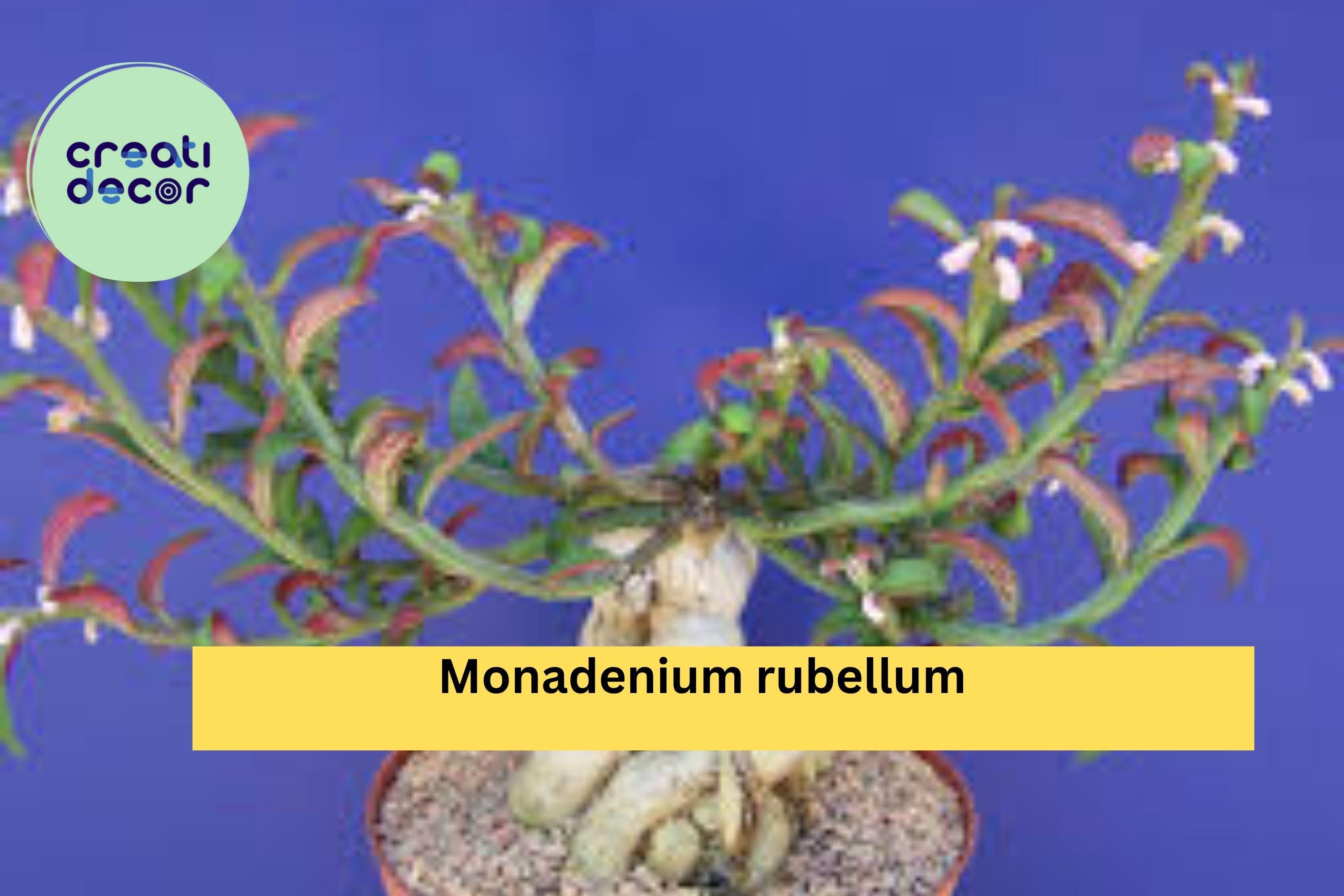 Monadenium Rubellum Rooted Cutting – Rare Caudex Euphorbia Bonsai Starter, Exotic Succulent Plant for Collectors