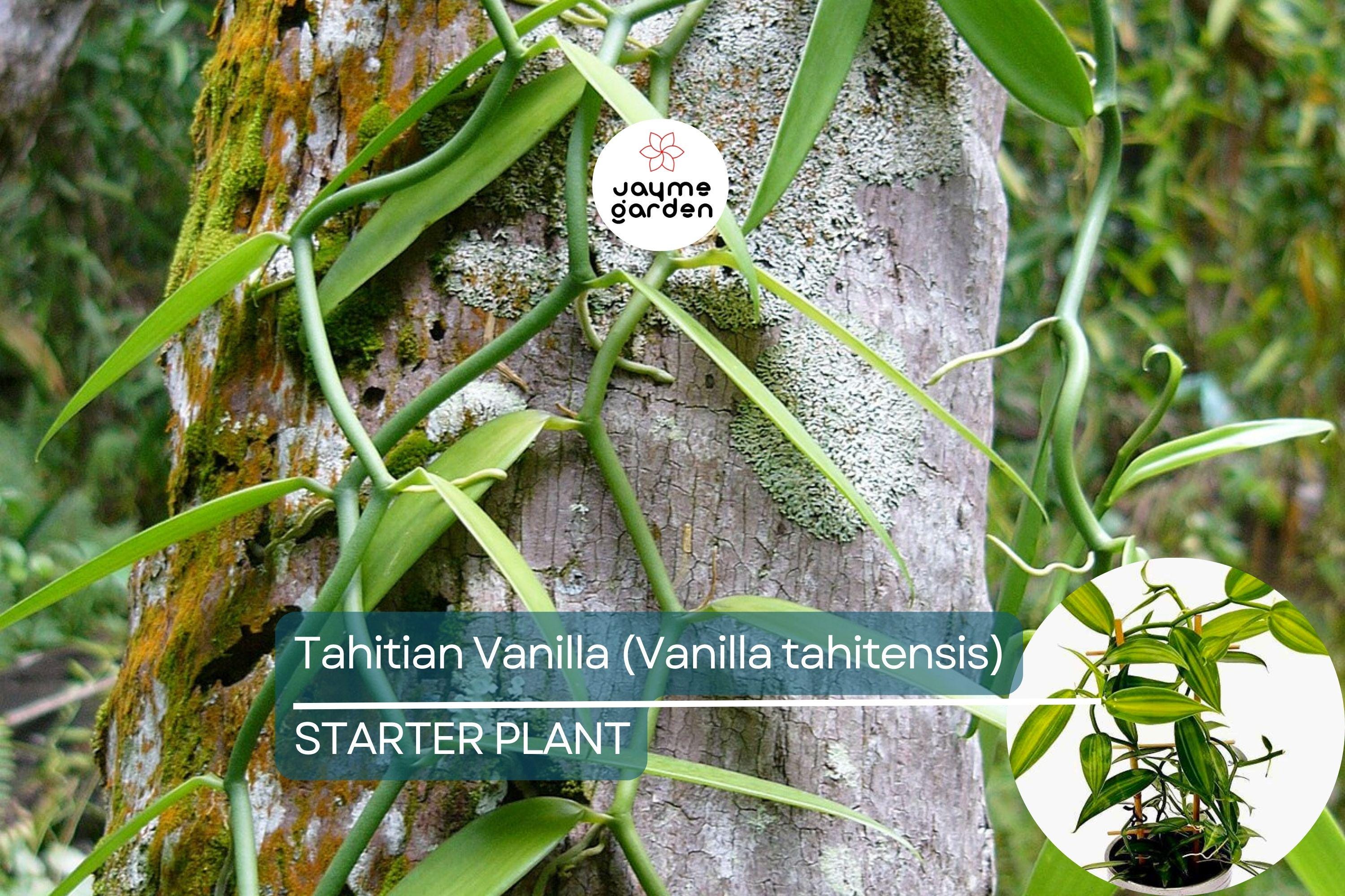 Tahitian Vanilla Orchid Plant (Vanilla tahitensis) Starter Vine - Rare Tropical Plant with Exotic Floral & Fruity Aroma