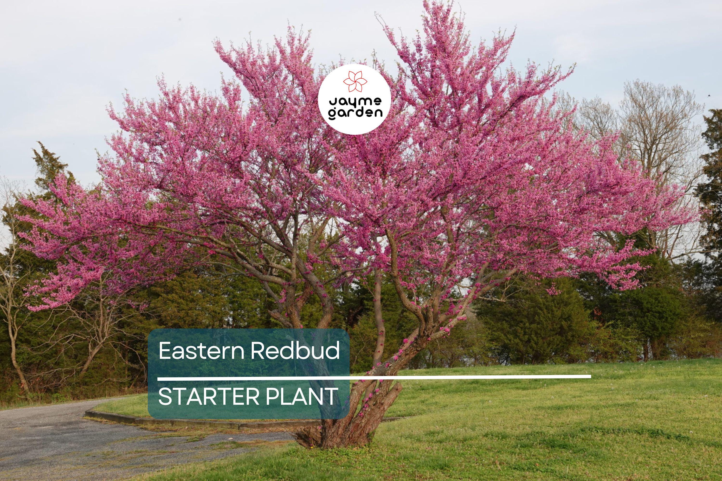 Eastern Redbud Tree – Live Bare Root, Cercis canadensis, Rosy Pink Flowers, Fast-Growing, 2-3 Ft Tall, Drought Tolerant, Zones 4-9