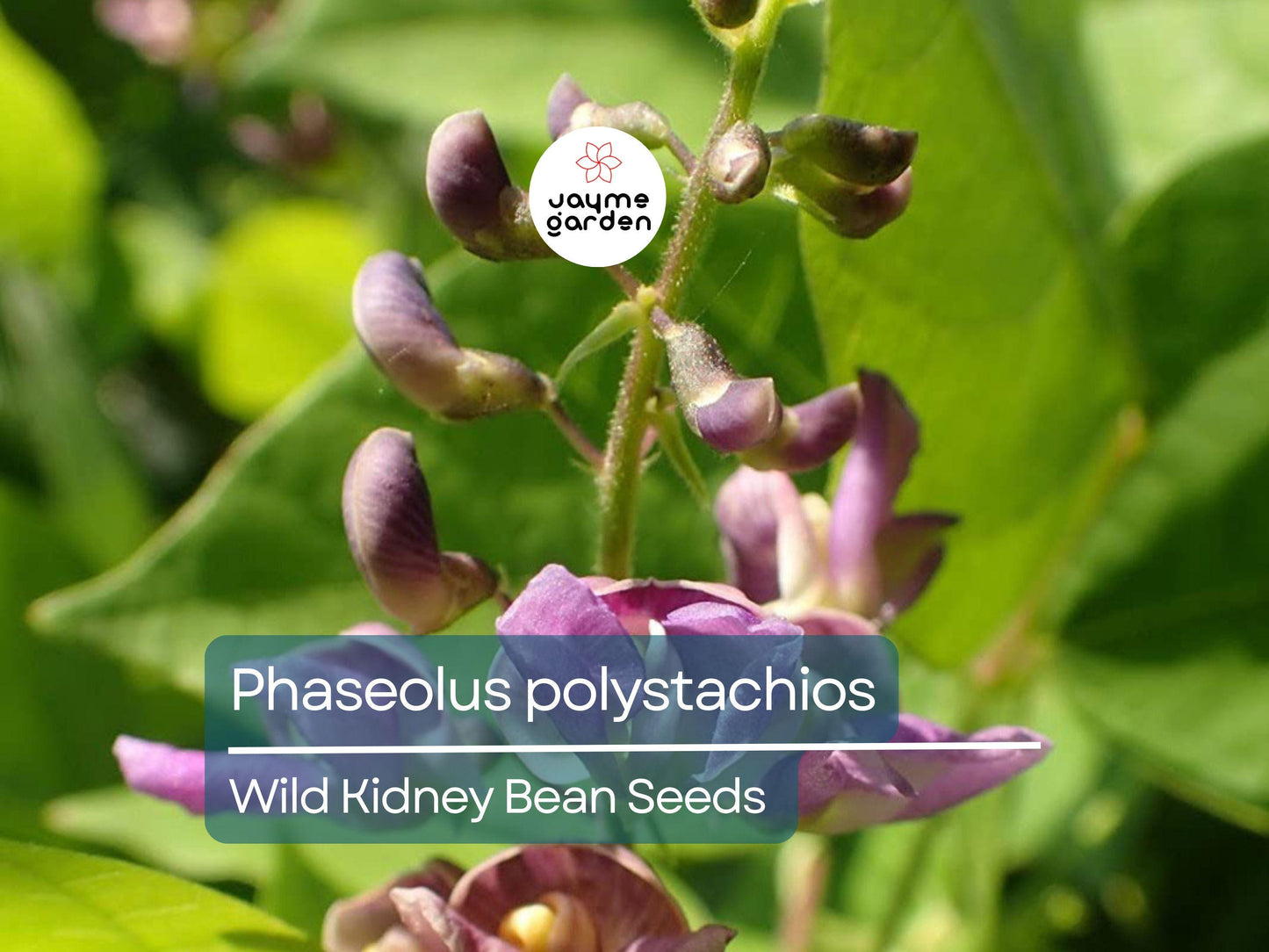5 Seeds Phaseolus Polystachios | Wild Kidney Bean for Planting | Edible Native Perennial Climbing Vine Drought-Tolerant Pollinator-Friendly
