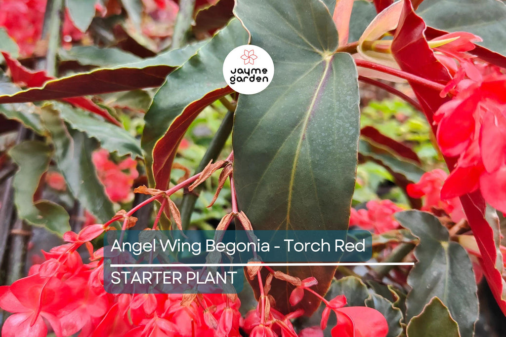Angel Wing Begonia - Torch Red | Tropical Houseplant in 4" Pot | Vibrant Indoor Plant | Easy Care Live Plant for Home or Office