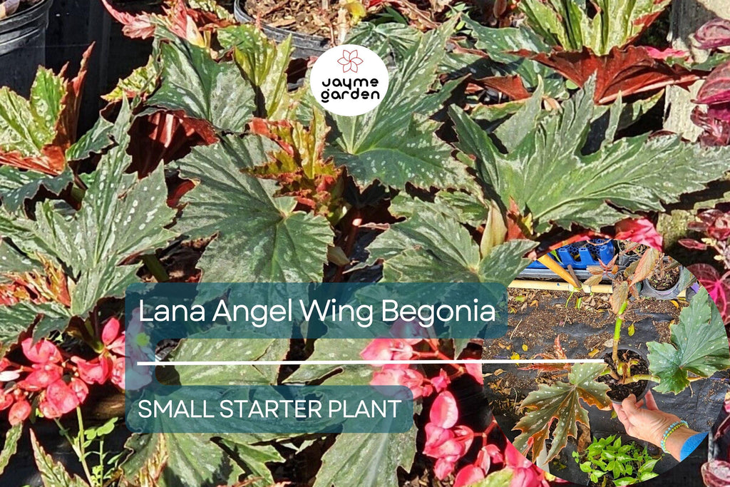 Lana Angel Wing Begonia Starter Plant - 10 Inches Tall - Bright Pink Flowers & Stunning Foliage for Indoor Decor Tropical Gardens