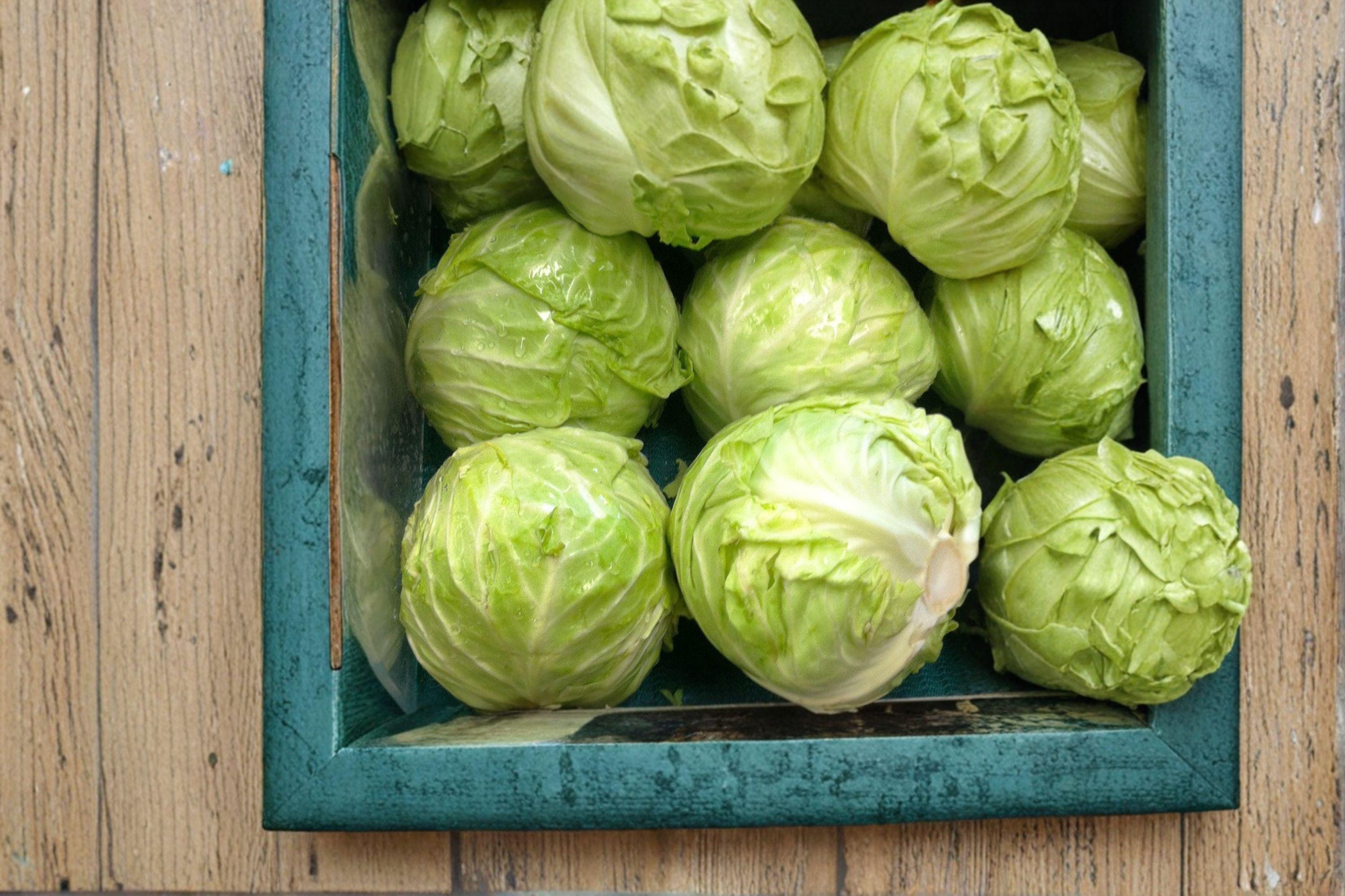 Cabbage – Danish Ballhead 300 Seeds | Classic Heirloom Cabbage | Firm Round Heads | Excellent Storage Variety