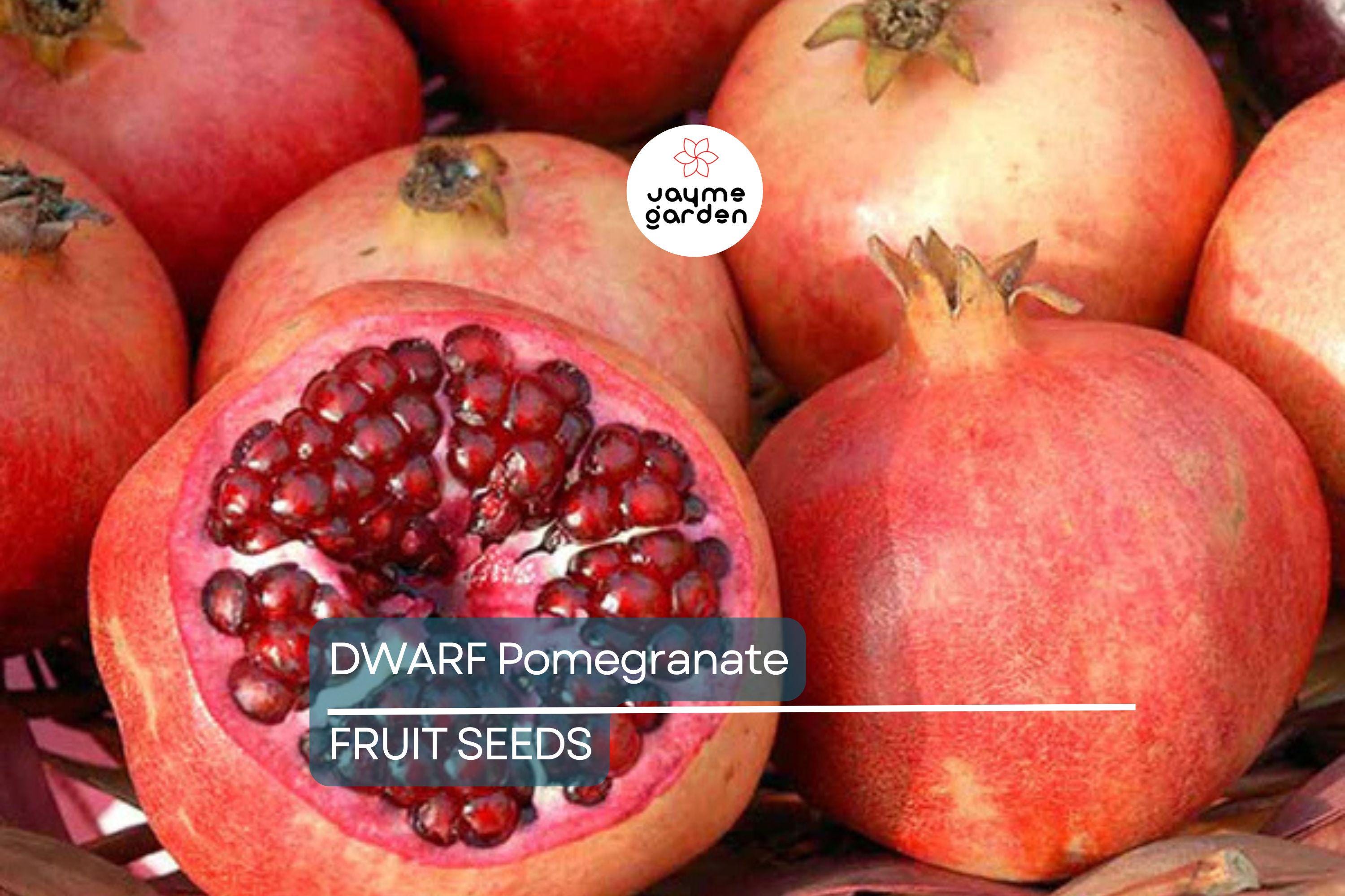 20 Dwarf Pomegranate Tree Seeds – Punica granatum "Nana", Indoor/Outdoor Fruit Plant, Bonsai Friendly