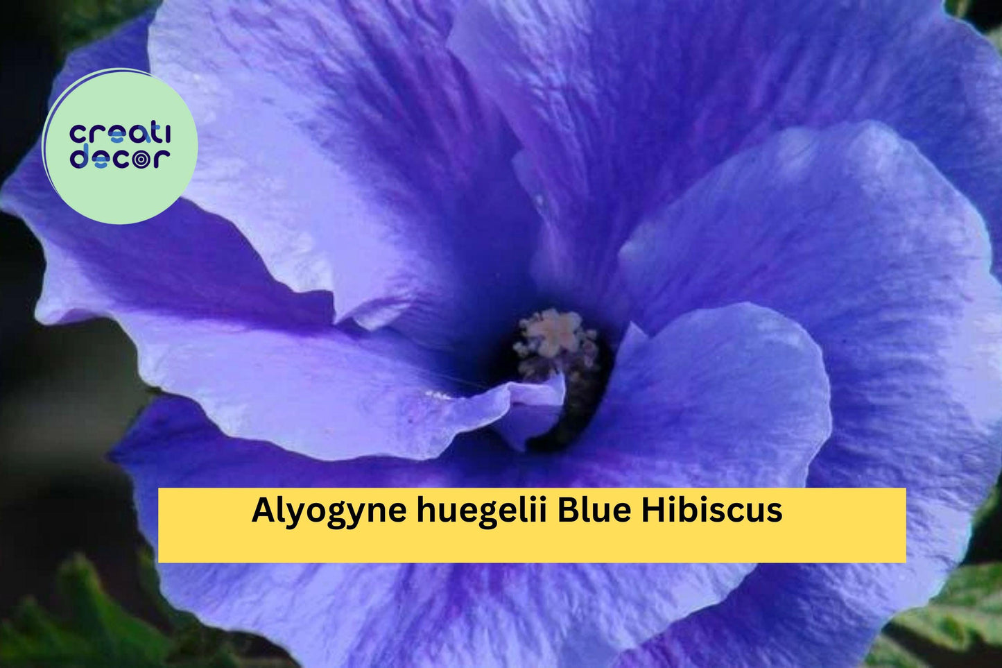Blue Hibiscus – Alyogyne huegelii Live Rooted Starter Plant, Hardy Flowering Shrub with Purple-Blue Blooms for Garden or Landscape