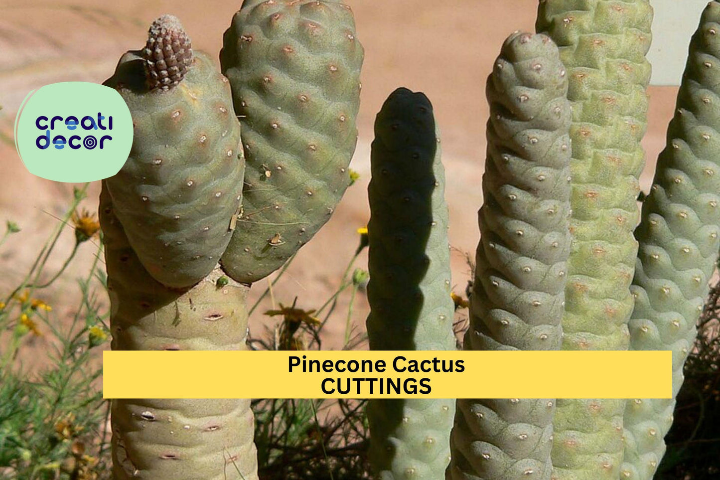 Tephrocactus Articulatus Var. Diadematus Cutting | 1 Pine Cone Cactus Segment | Rare Succulent | Live Plant Propagation