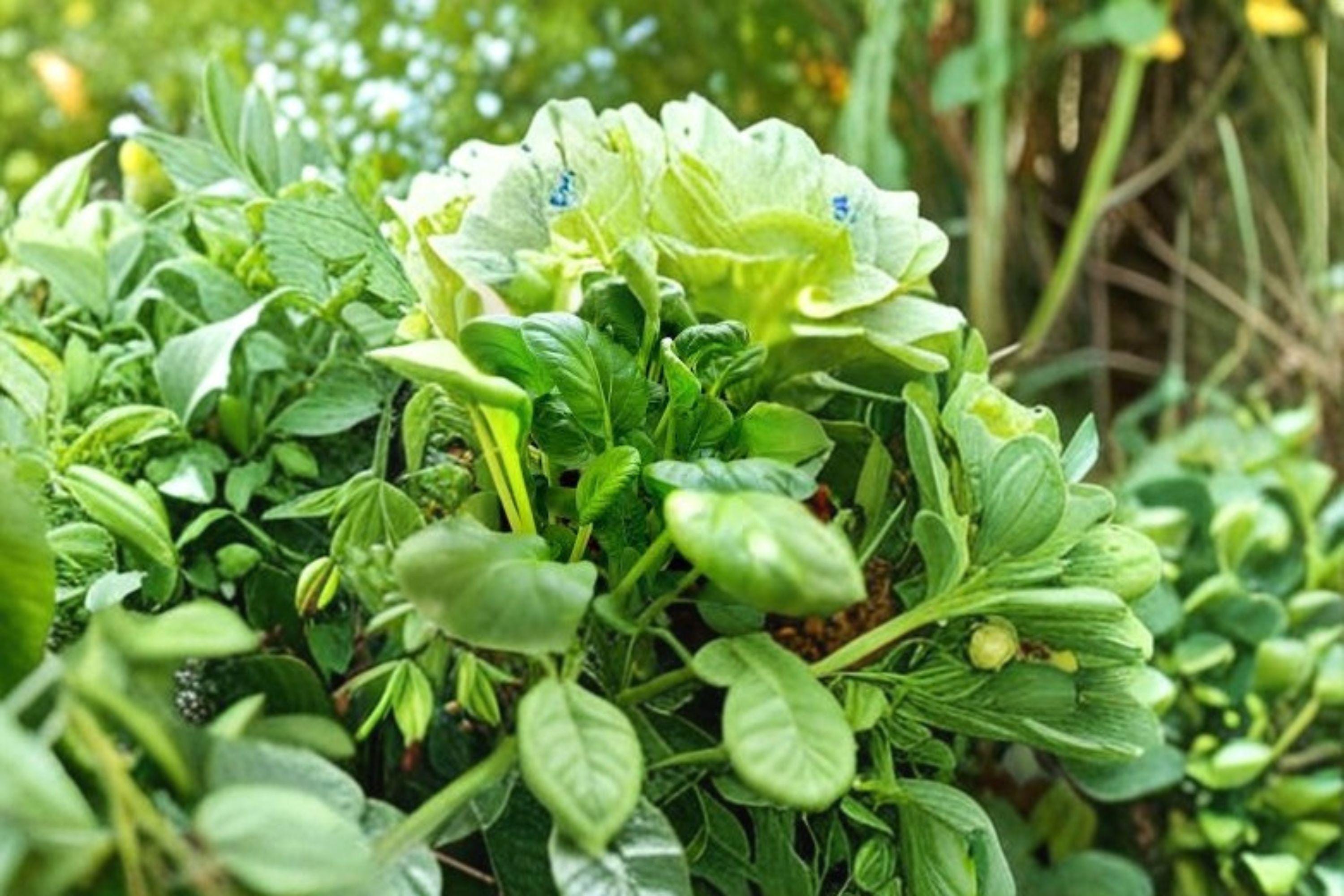 Pak Choi – Bok Choi Taisai 350 Seeds | Asian Leafy Vegetable | Fast Growing | Tender Mild Flavor