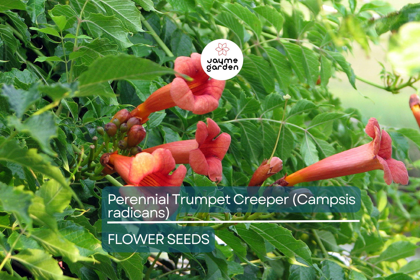 100+ Trumpet Creeper Vine Seeds - 40Ft Perennial Campsis Radicans USA Seller