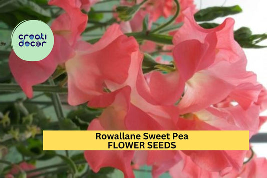 50+ Rowallane Sweet Pea Seeds – Rich Magenta-Violet Fragrant Blooms for Garden Planting, Climbing Vines for Trellises – USA