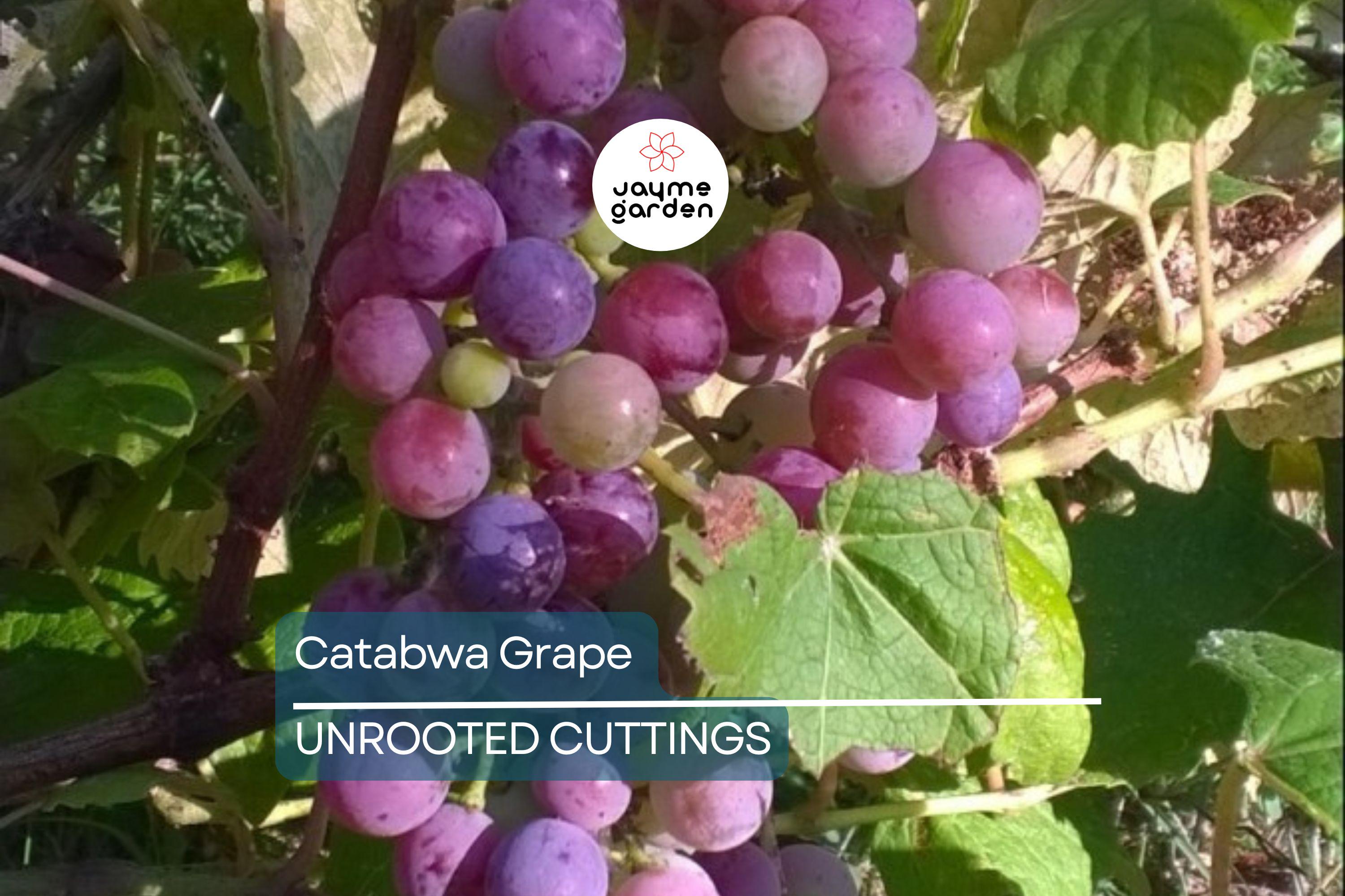 Catawba Grape Vine Cuttings - 7 Fresh 10" Stems (2-3 Nodes) for Rooting/Grafting - 2024 Harvest, Hardy & Productive Vines