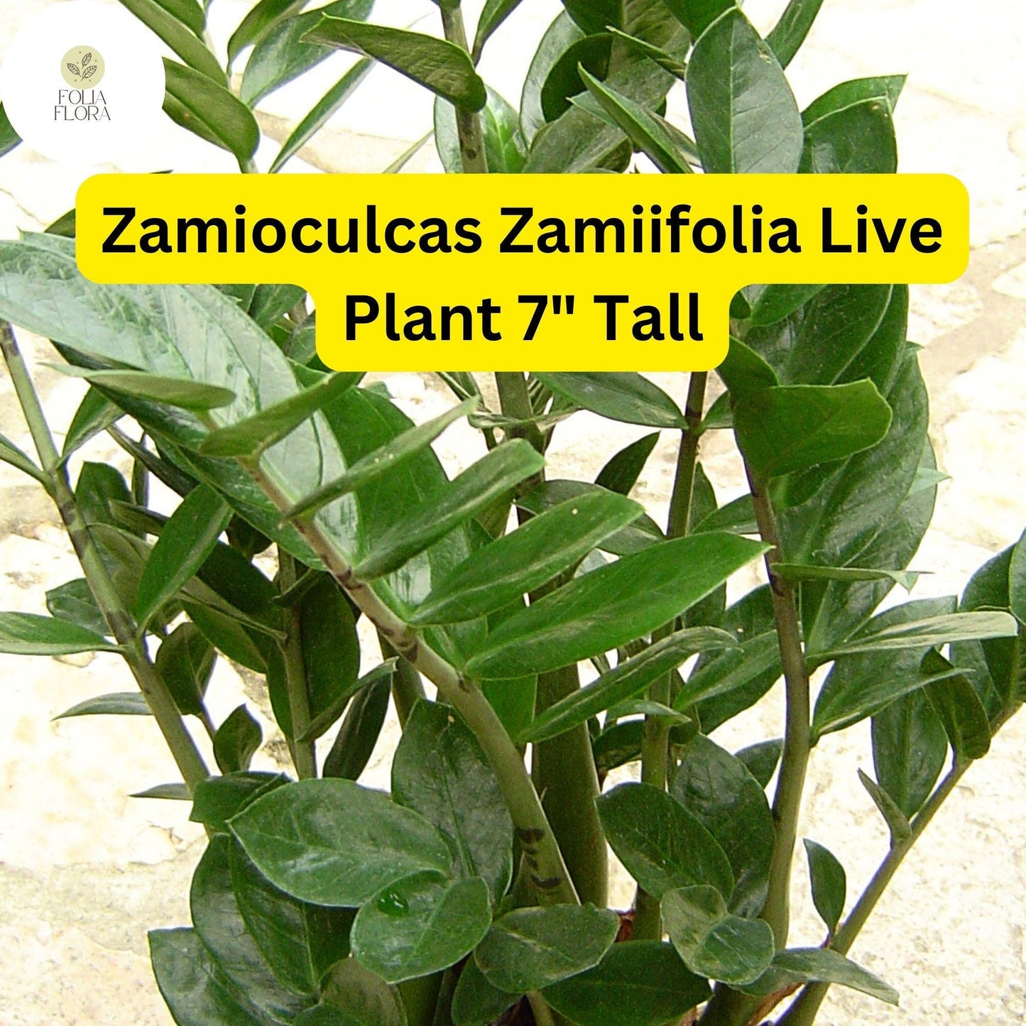 1 Zamioculcas zamiifolia - ZZ Chameleon Live Plant 7" Tall in 4" Pot - Low-Light Indoor Houseplant