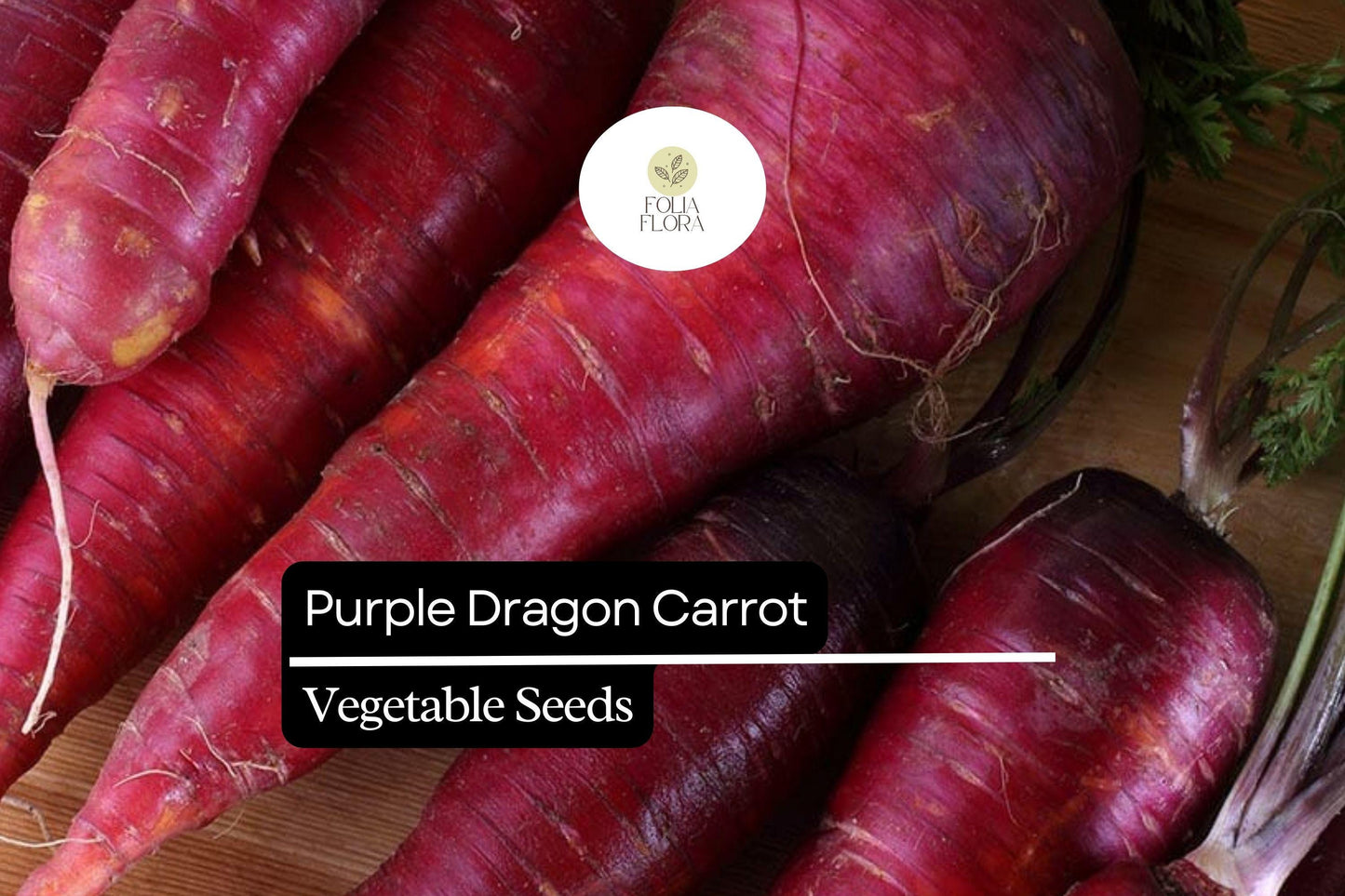200 Seeds Purple Dragon Carrot, Daucus Carota, Vibrant Purple Heirloom Carrot