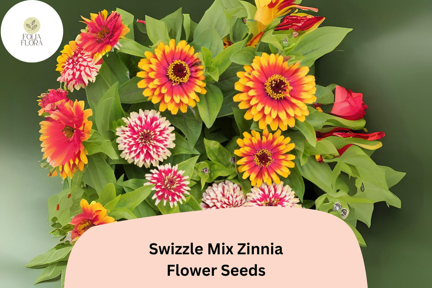 100+ Swizzle Mix Zinnia Seeds | Bright Annual Flower Seeds for Garden Planting | Easy Grow Cut Flowers, Pollinator Friendly