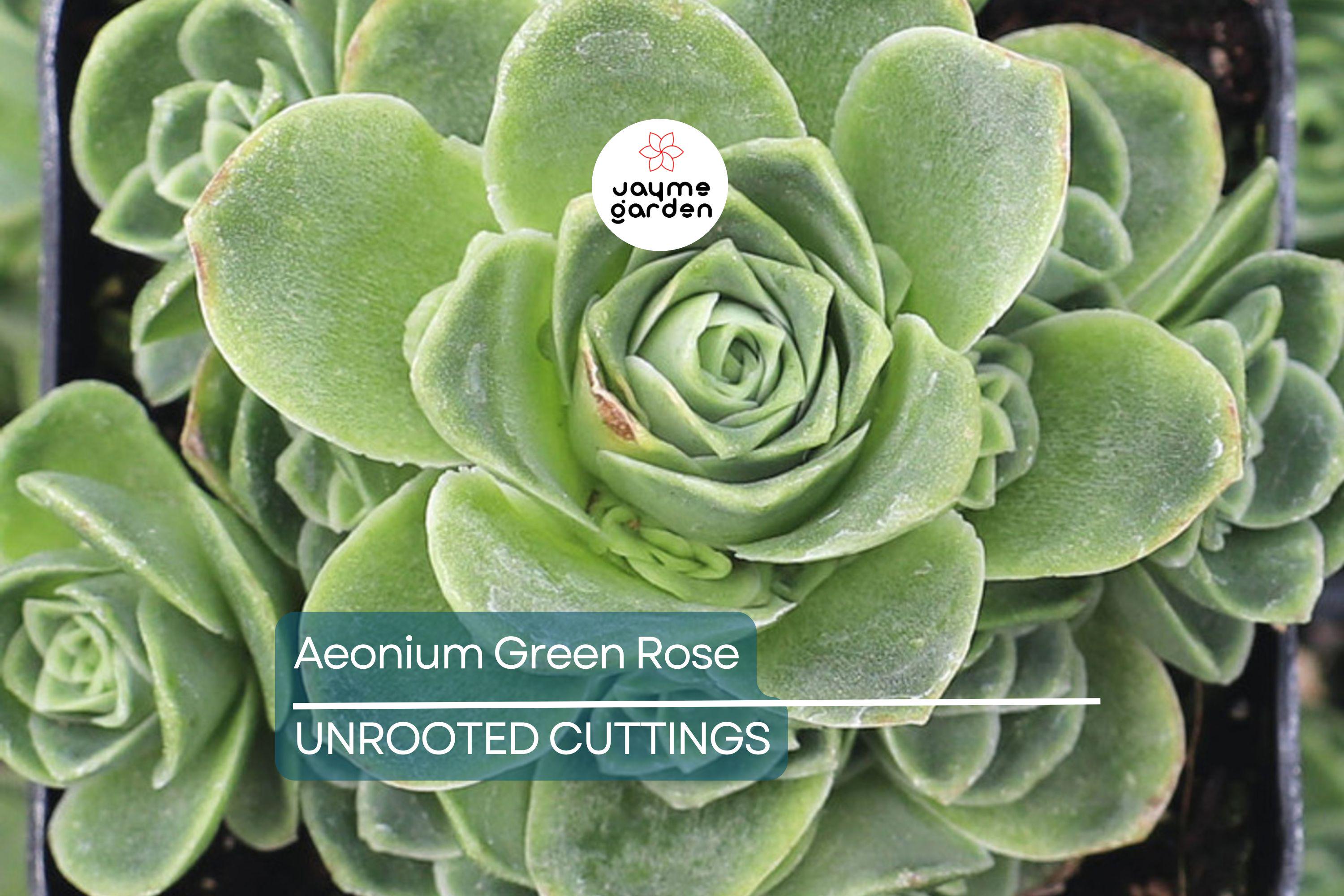 Aeonium Green Rose Cutting | 3" Head | Fresh Unrooted Succulent | Easy to Grow | Perfect for Propagation