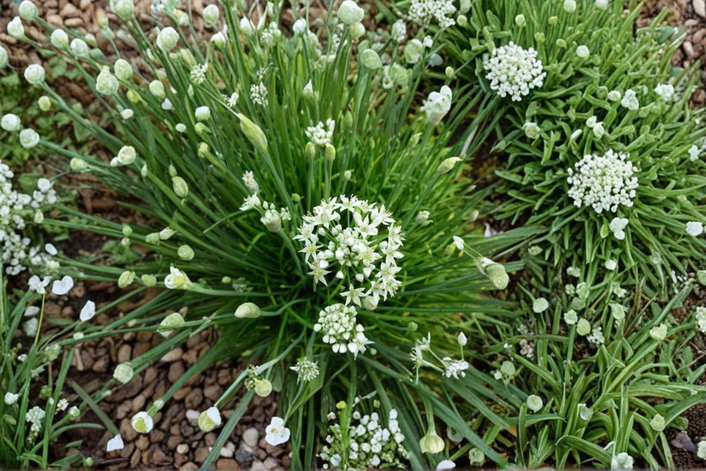 Garlic Chives 100 Seeds | Asian Culinary Herb | Mild Garlic Flavor | Hardy Perennial