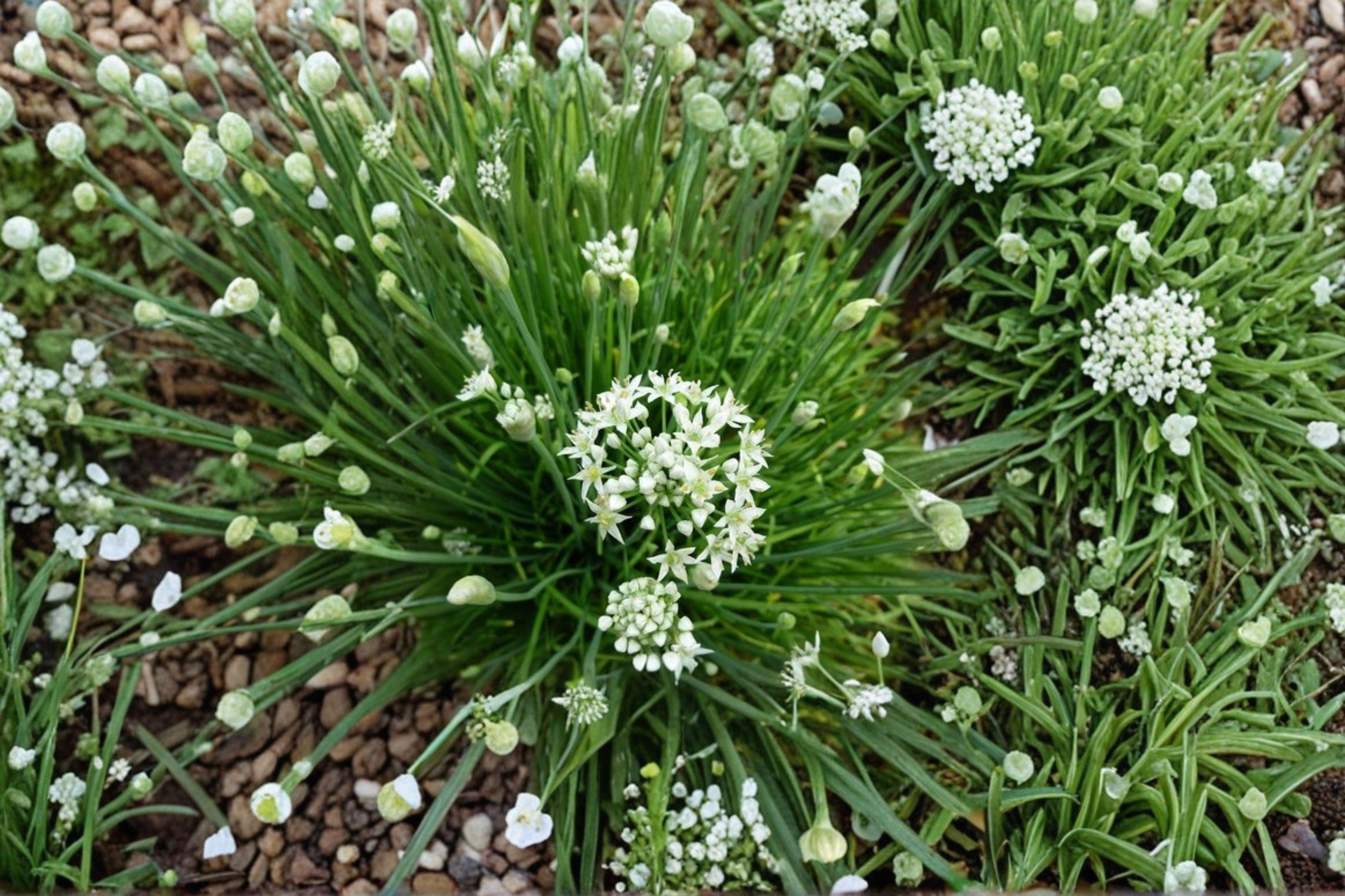 Garlic Chives 100 Seeds | Asian Culinary Herb | Mild Garlic Flavor | Hardy Perennial