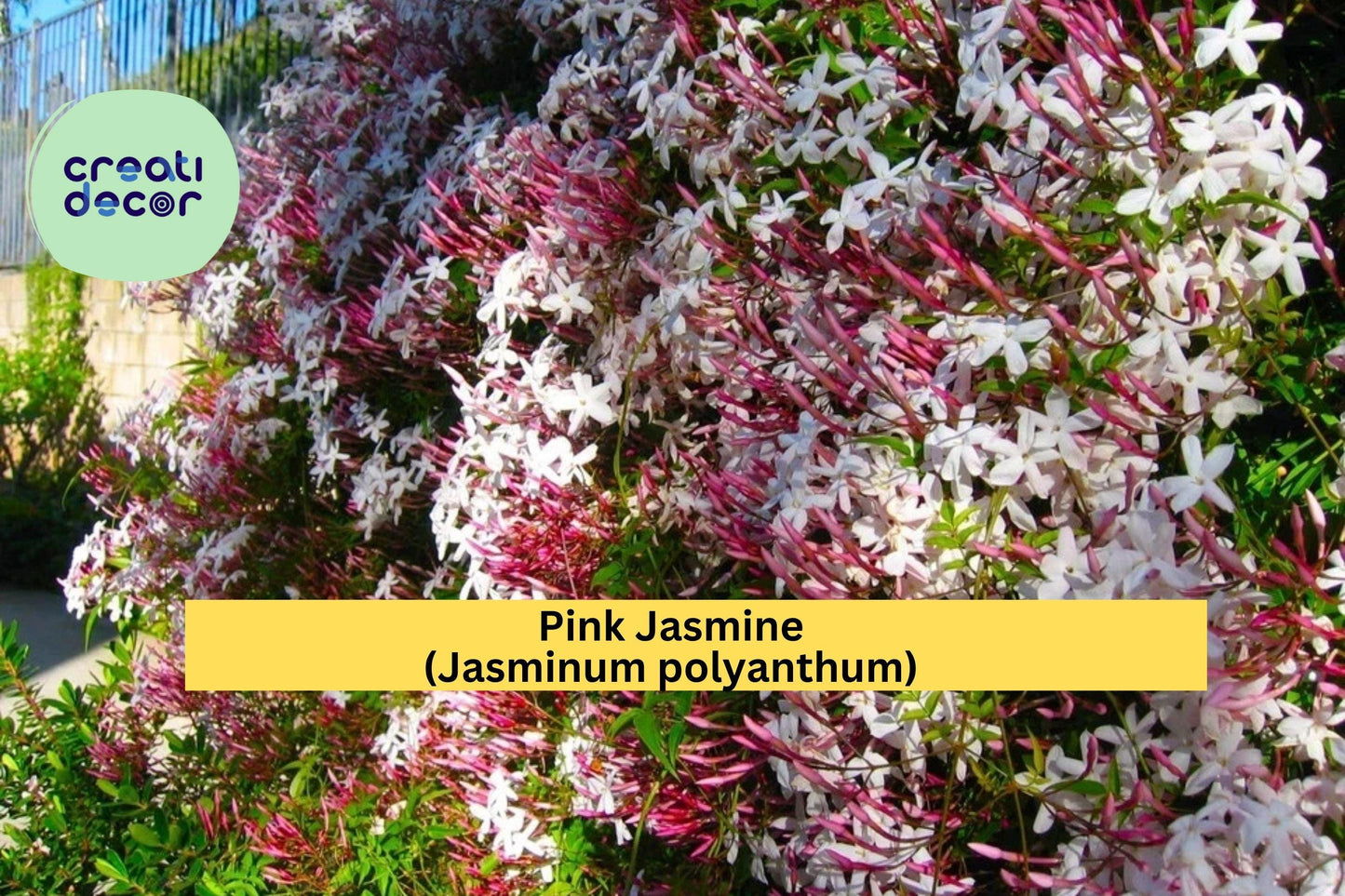 Pink Jasmine Starter Plant – Jasminum polyanthum – Rooted Live Vine with Extremely Fragrant Pink-White Blooms for Garden or Patio