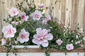 Pink Althea 2 Live Trees 2 ft Tall (Hibiscus syriacus) Rose of Sharon Flowering Shrub