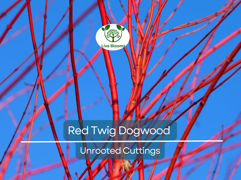10 Red Twig Dogwood Unrooted Cuttings (Cornus sericea) - Fast Growing Native Shrub, Ideal for Landscaping & Erosion Control