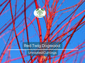 10 Red Twig Dogwood Unrooted Cuttings (Cornus sericea) - Fast Growing Native Shrub, Ideal for Landscaping & Erosion Control