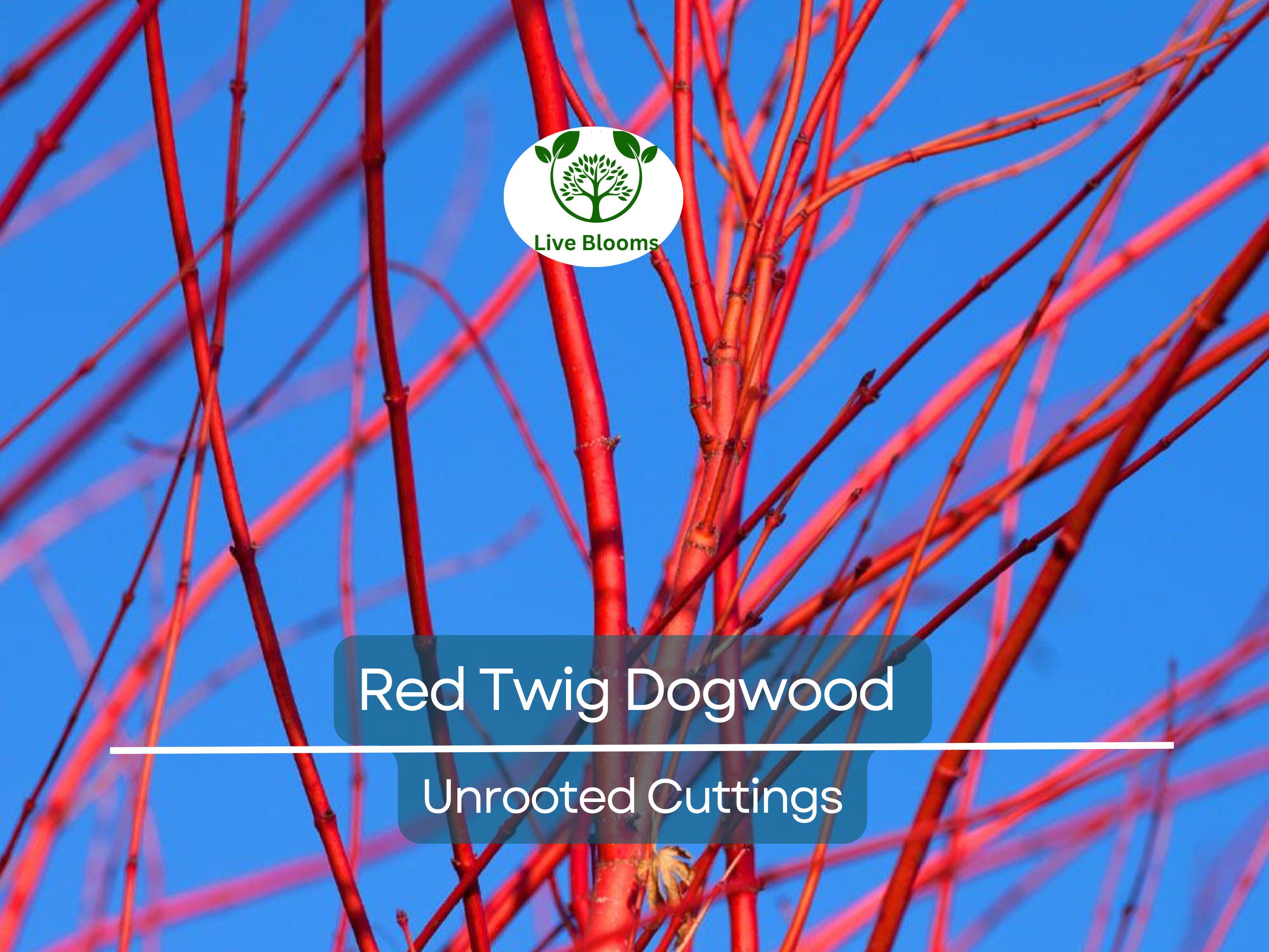 10 Red Twig Dogwood Unrooted Cuttings (Cornus sericea) - Fast Growing Native Shrub, Ideal for Landscaping & Erosion Control