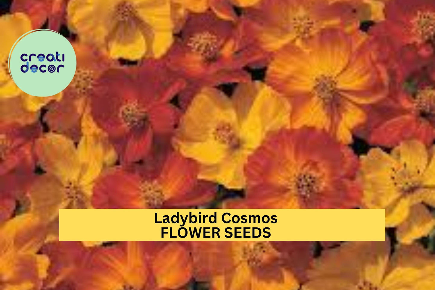200+ Ladybird Cosmos Seeds – Compact Red, Orange & Yellow Blooms for Garden Planting, Pollinator-Friendly Annuals – USA