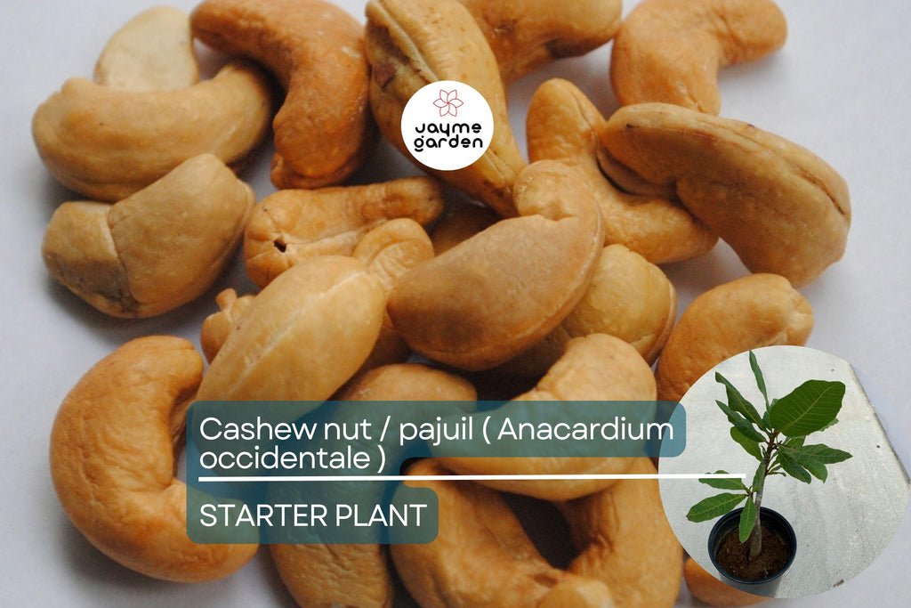 Cashew Nut Tree 12"-18" - Live Anacardium occidentale Tree | Tropical Nut & Fruit Tree for Gardens | Starter Plant