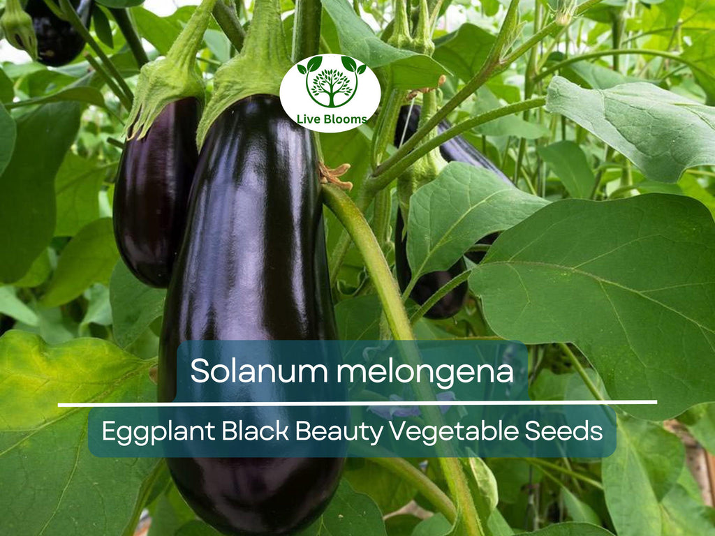 50 Seeds Eggplant Black Beauty (Solanum melongena) - Heirloom, Non-GMO, Dark Purple, Great for Garden, Organic Vegetable Planting