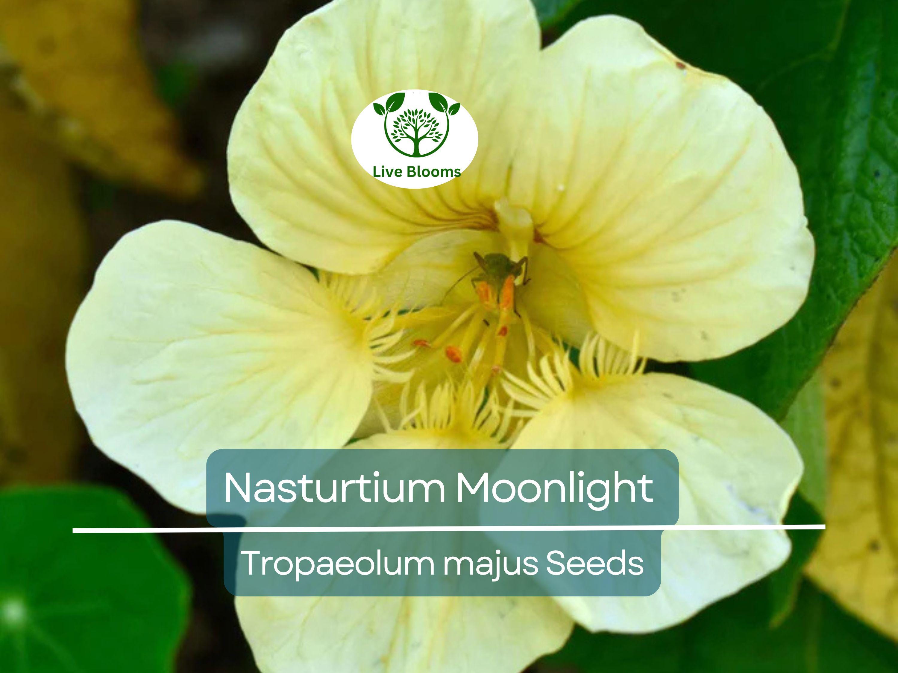 10 Nasturtium Moonlight Seeds, Creamy White Edible Flowers, Heirloom, Non-GMO, Beautiful Garden & Salad Flowers, Organic Healthy